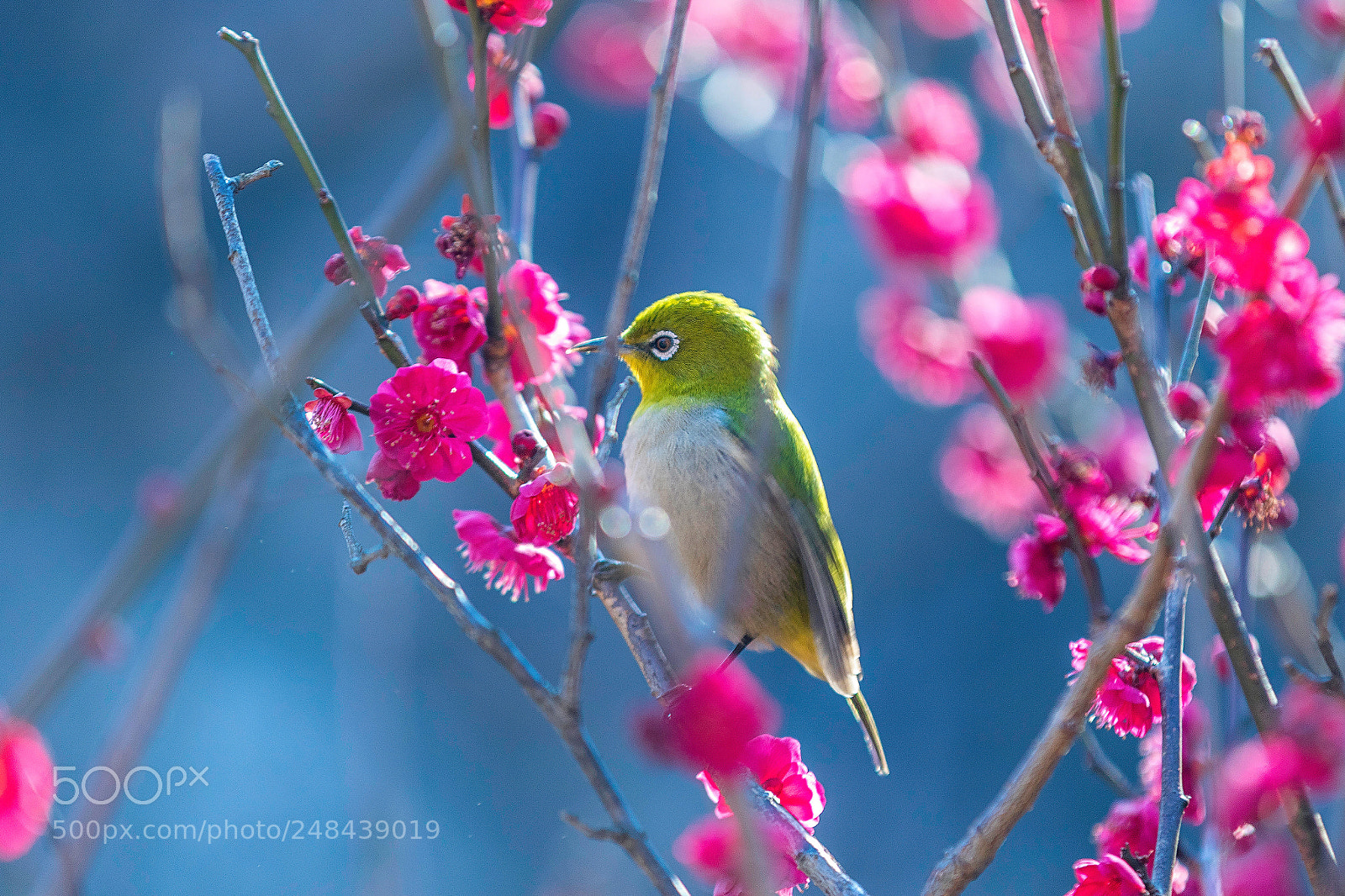 Canon EOS 7D Mark II sample photo. Songbird photography