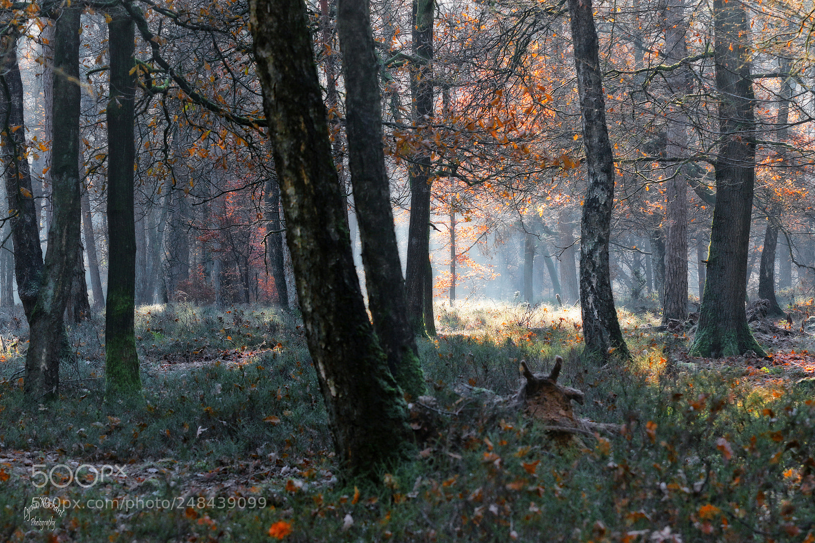 Canon EOS 7D Mark II sample photo. First sunlight in the photography