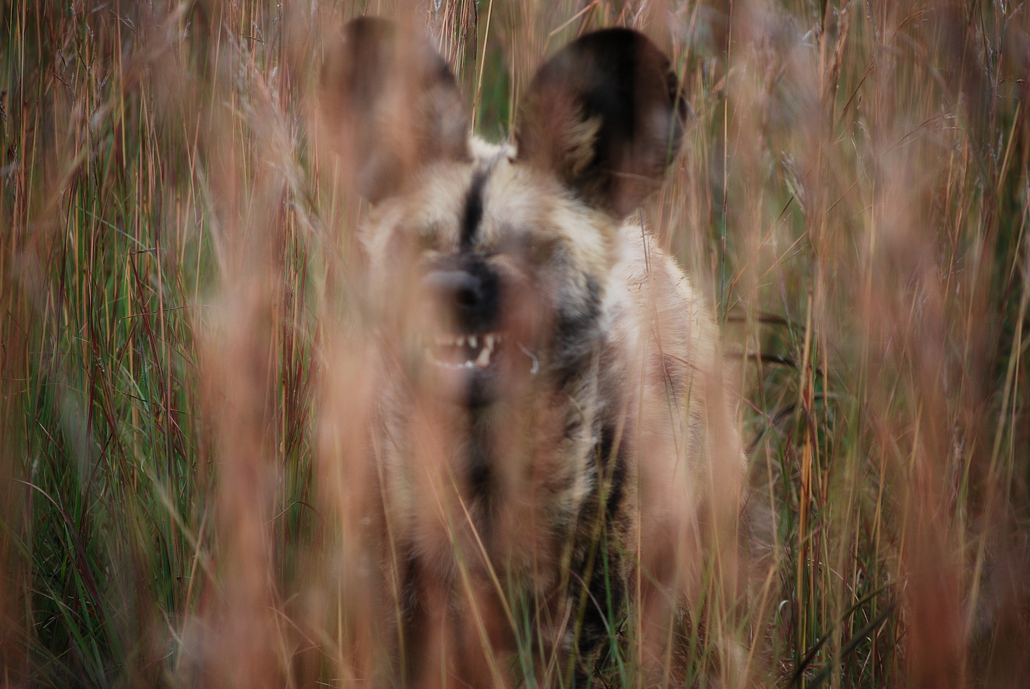 Nikon D60 sample photo. Wild dog through the long grass photography