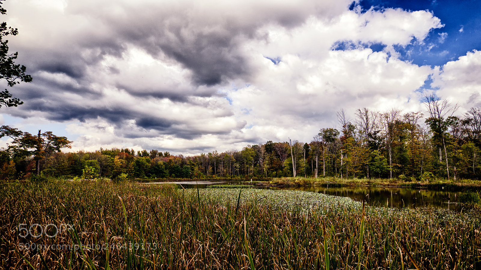 Olympus OM-D E-M10 II sample photo. Sanctuary marsh (color) photography