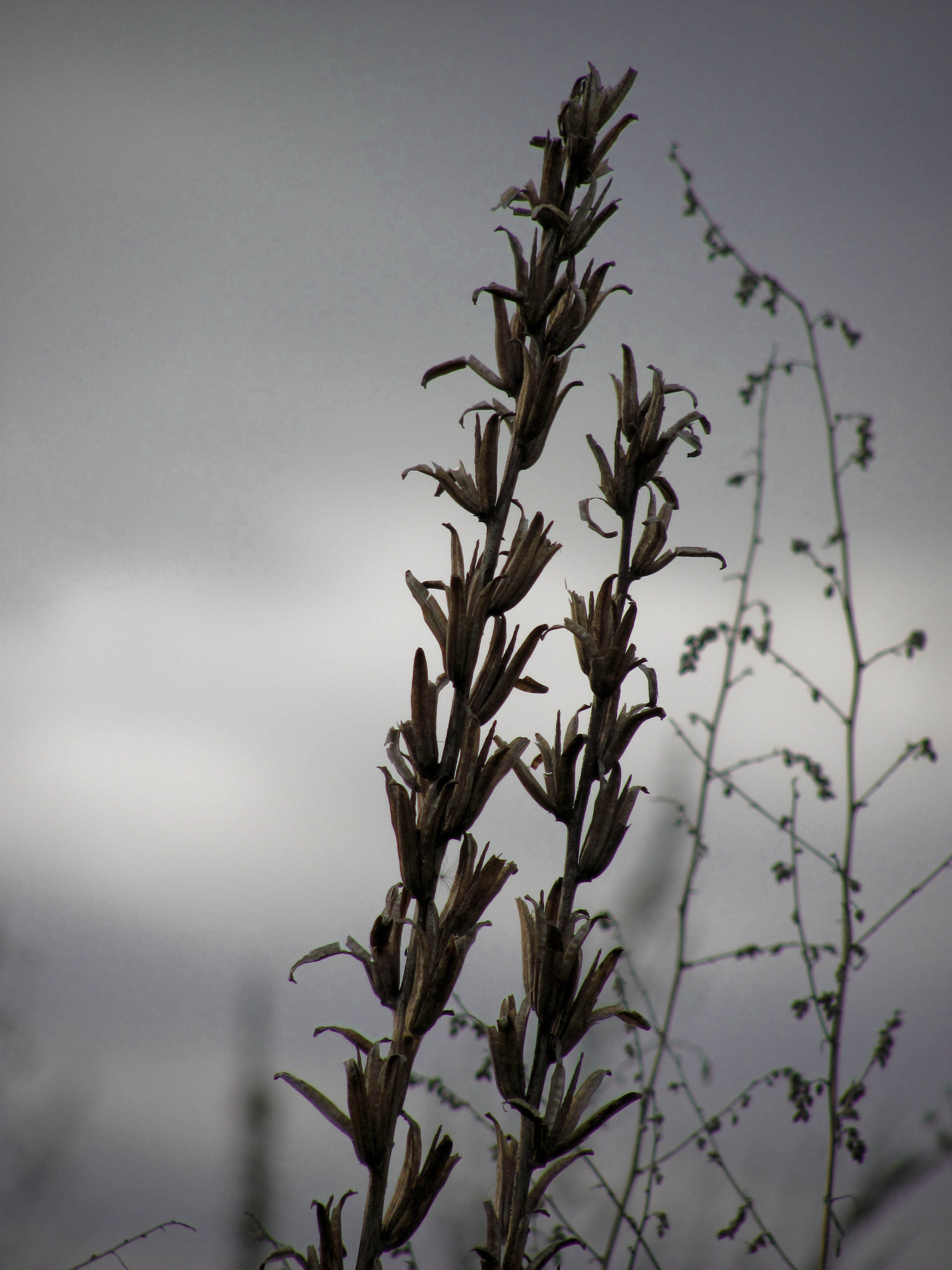 Canon PowerShot SX120 IS sample photo. Rainy day photography