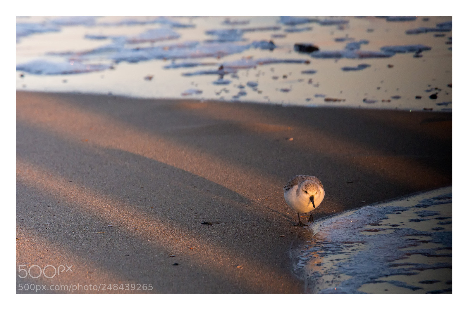 Olympus OM-D E-M5 sample photo. Three-toed sandpiper photography