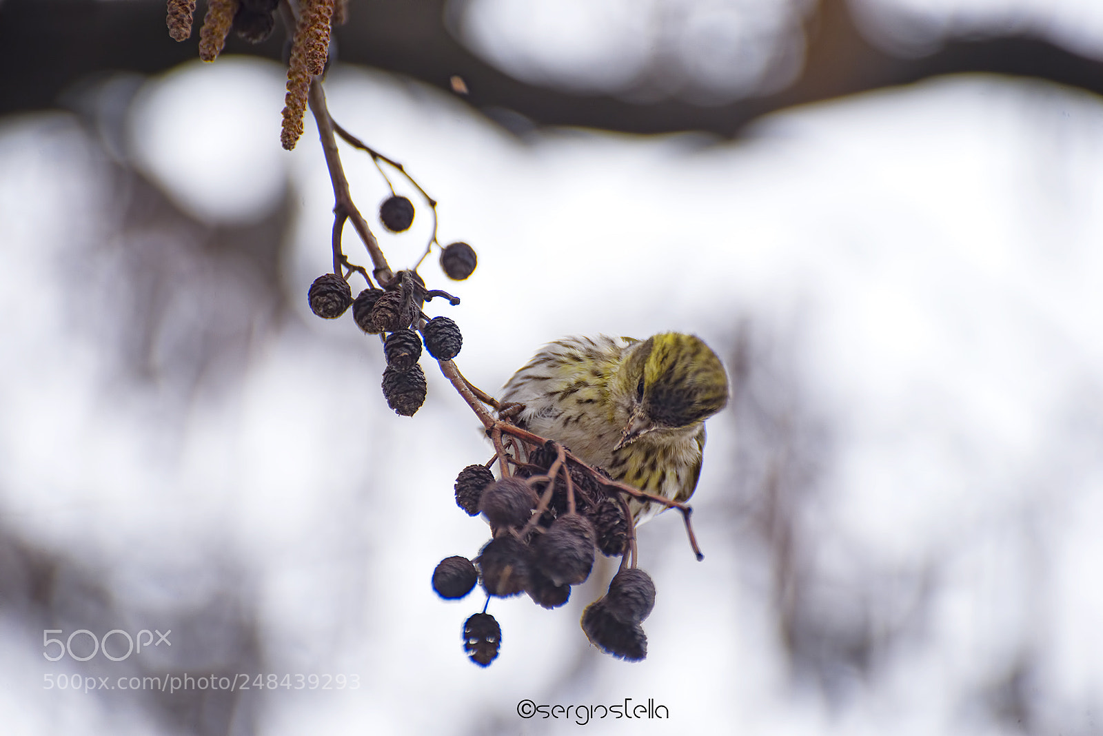 Nikon D610 sample photo. Lucherino_____ photography