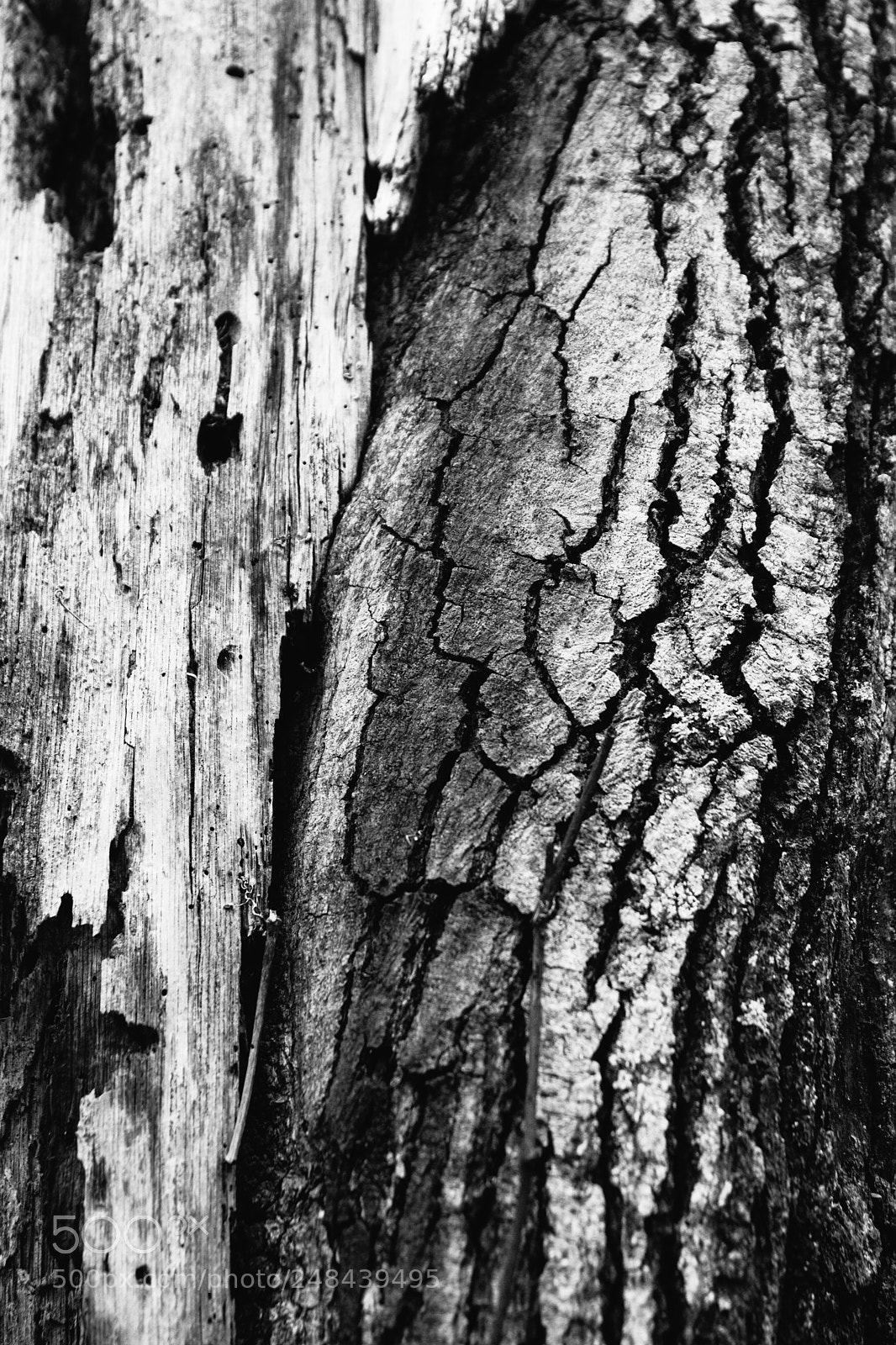 Nikon D7100 sample photo. Half life photography