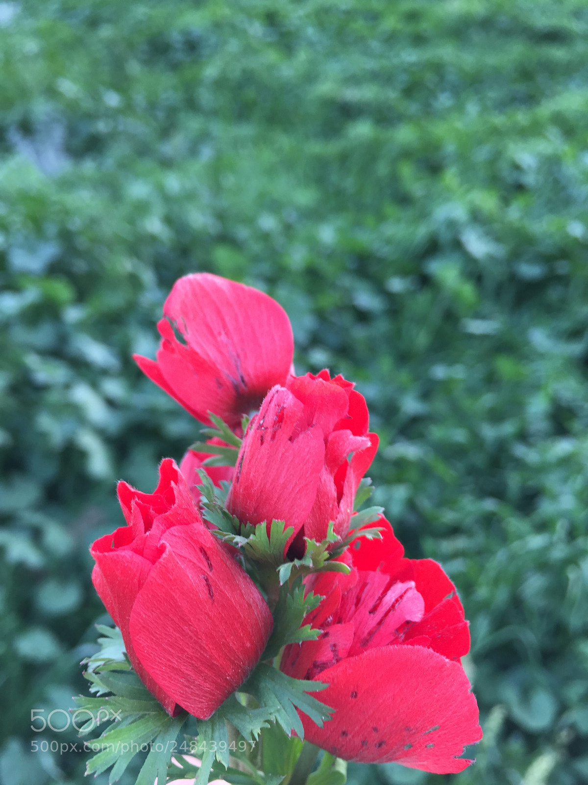 Apple iPhone 6 sample photo. Red flowers,,shqaeq alnuman..!! photography