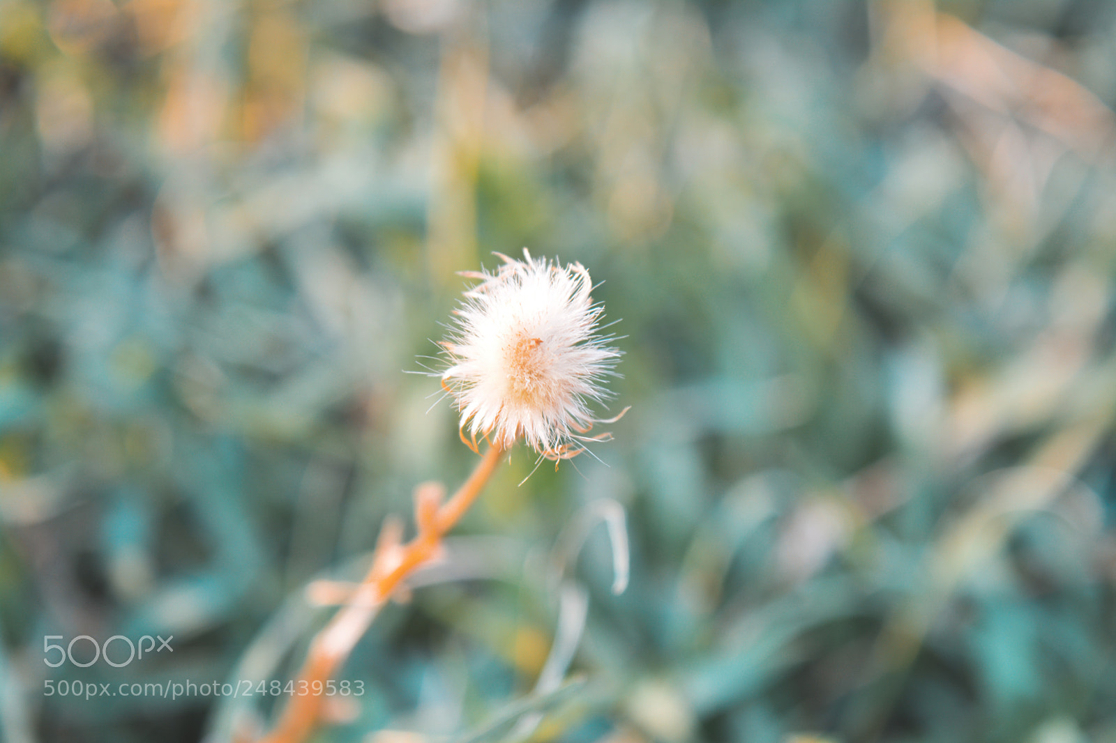 Nikon D5200 sample photo. Macro photography