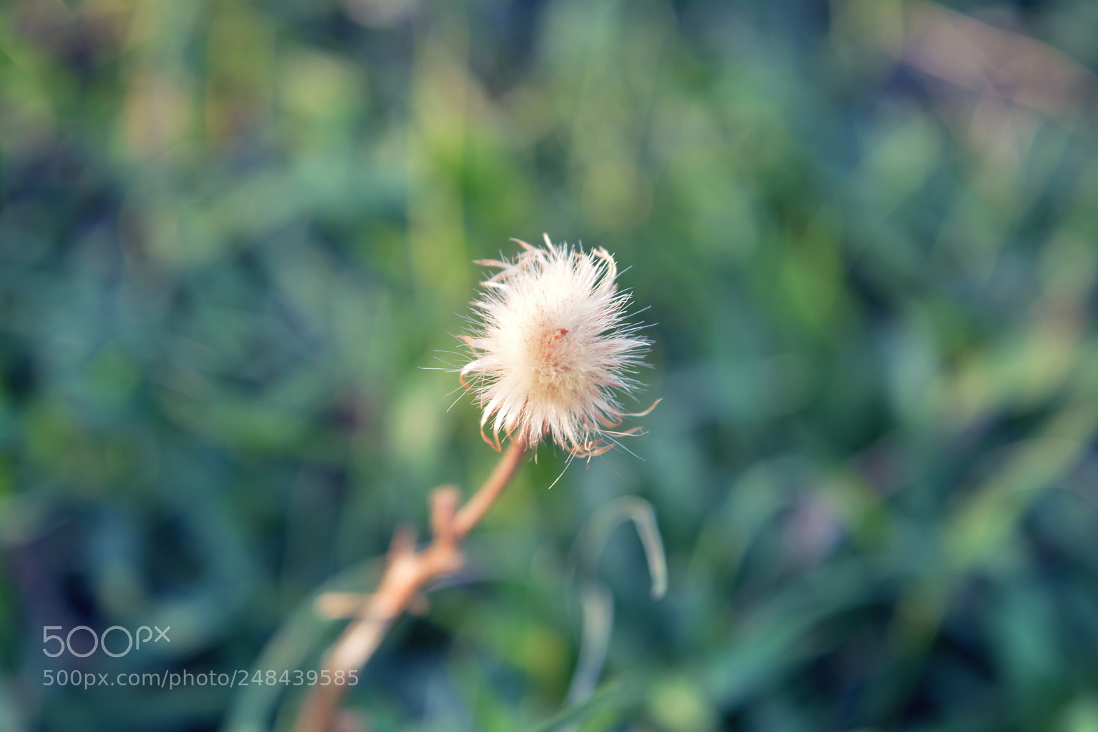 Nikon D5200 sample photo. Macro photography