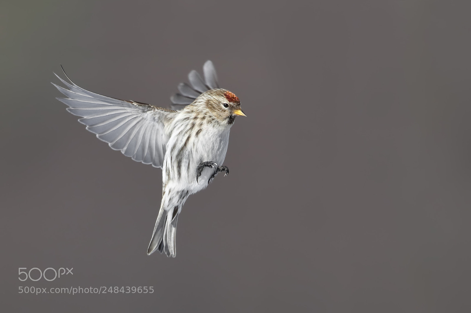 Canon EOS-1D X Mark II sample photo. Common redpoll photography