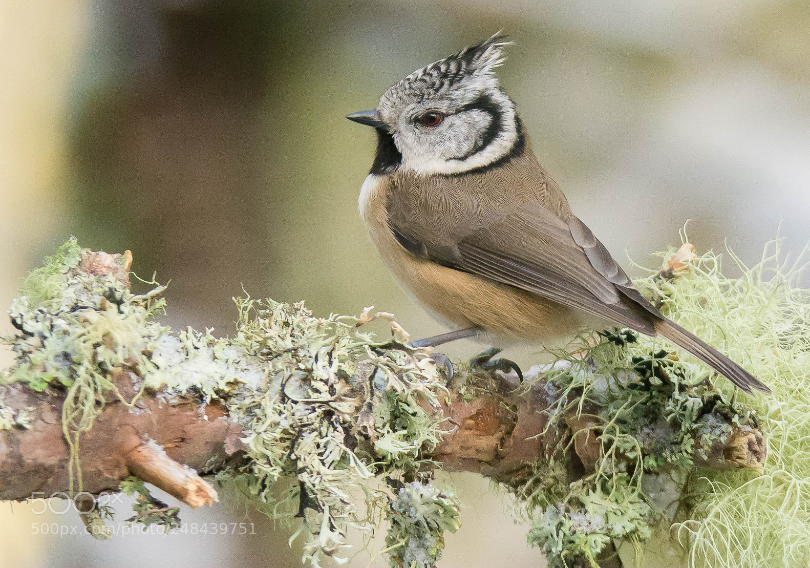 Nikon D7100 sample photo. Pride of scotland photography