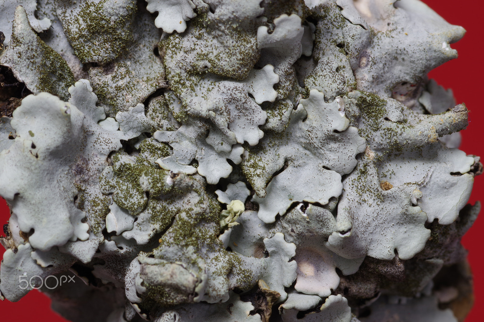 Pentax smc D-FA 100mm F2.8 Macro WR sample photo. Lichen. photography