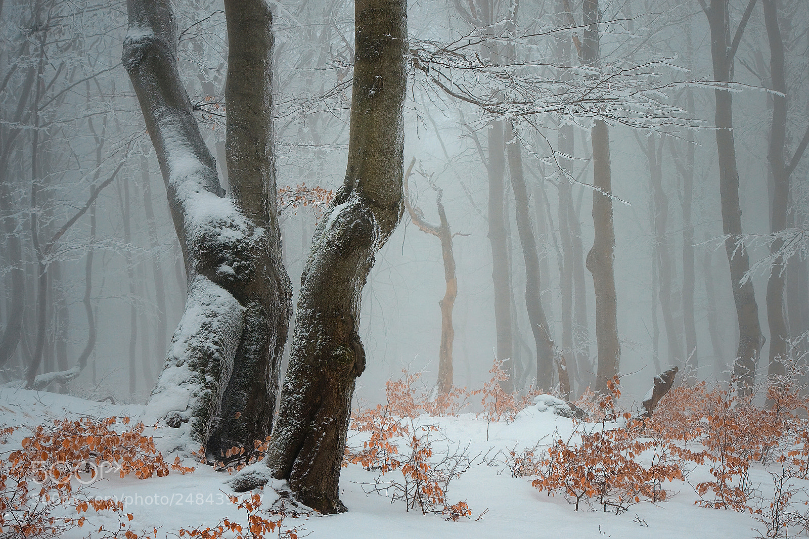Canon EOS 50D sample photo. Winter forest photography