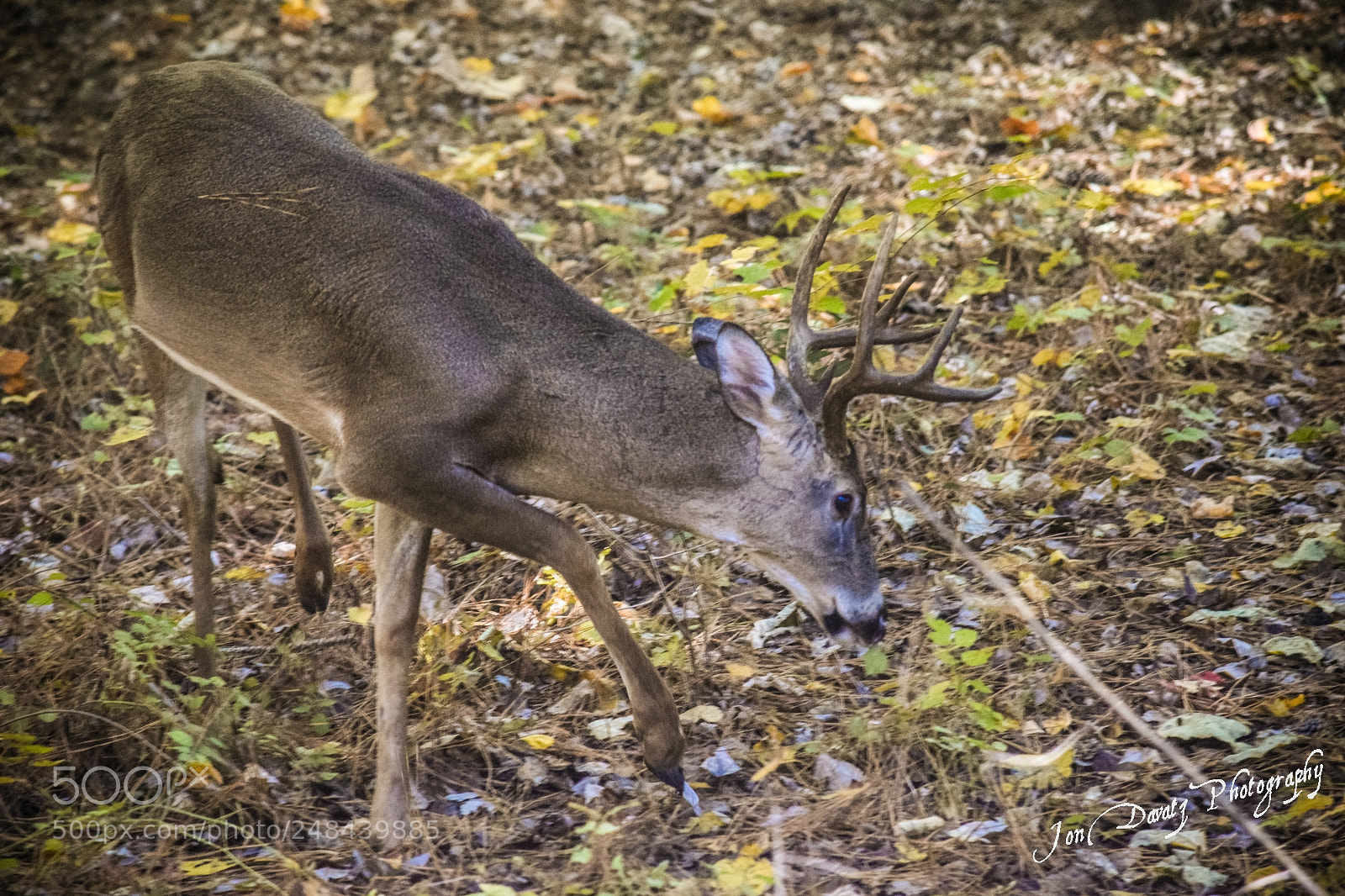Nikon D5300 sample photo. Backyard breakfast photography