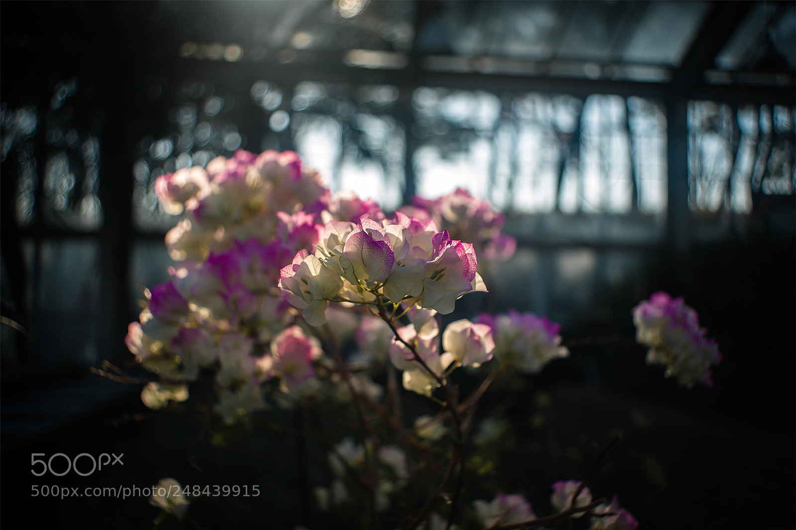 Nikon D700 sample photo. Spring i met early photography