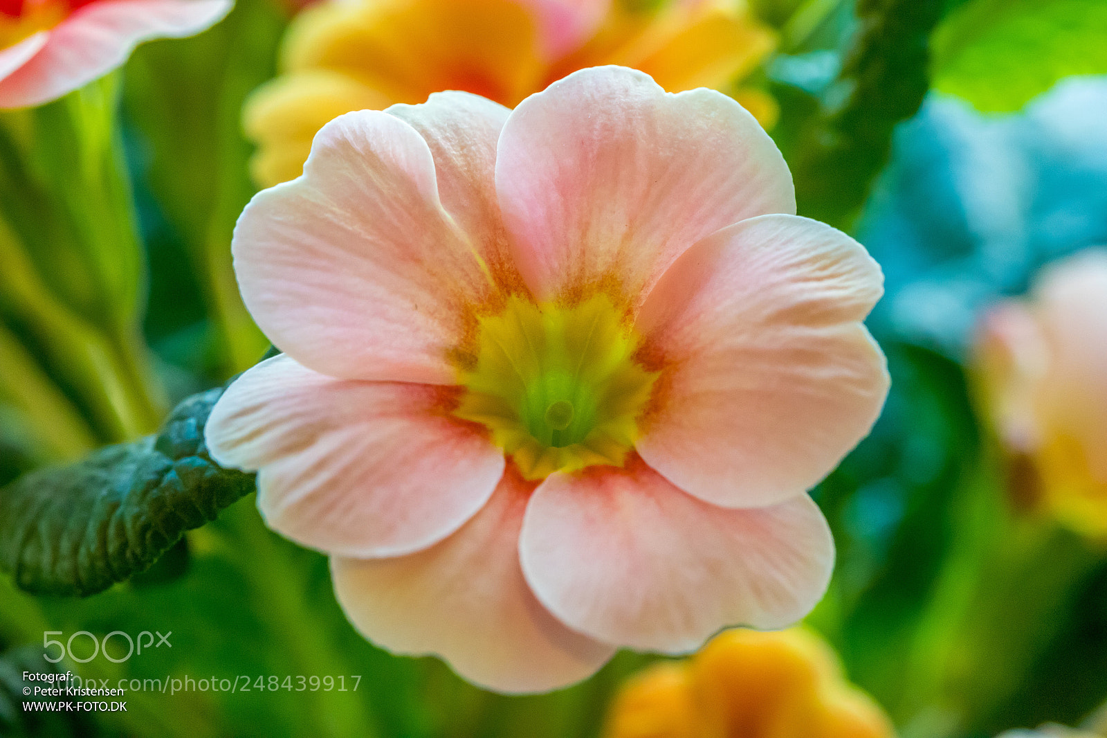 Canon EOS 6D Mark II sample photo. Flower photography