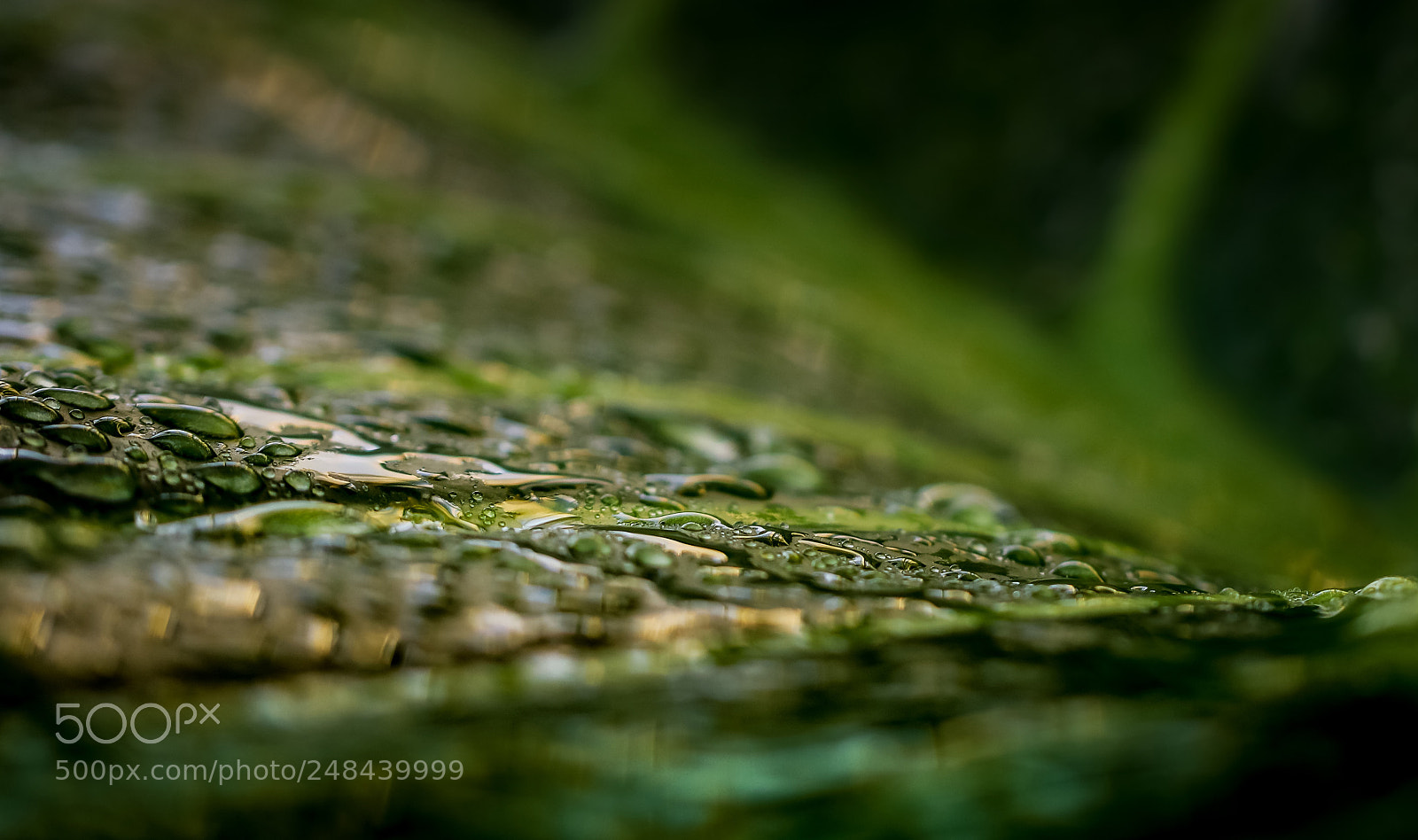 Canon EOS 80D sample photo. Rainforest waterdrops photography