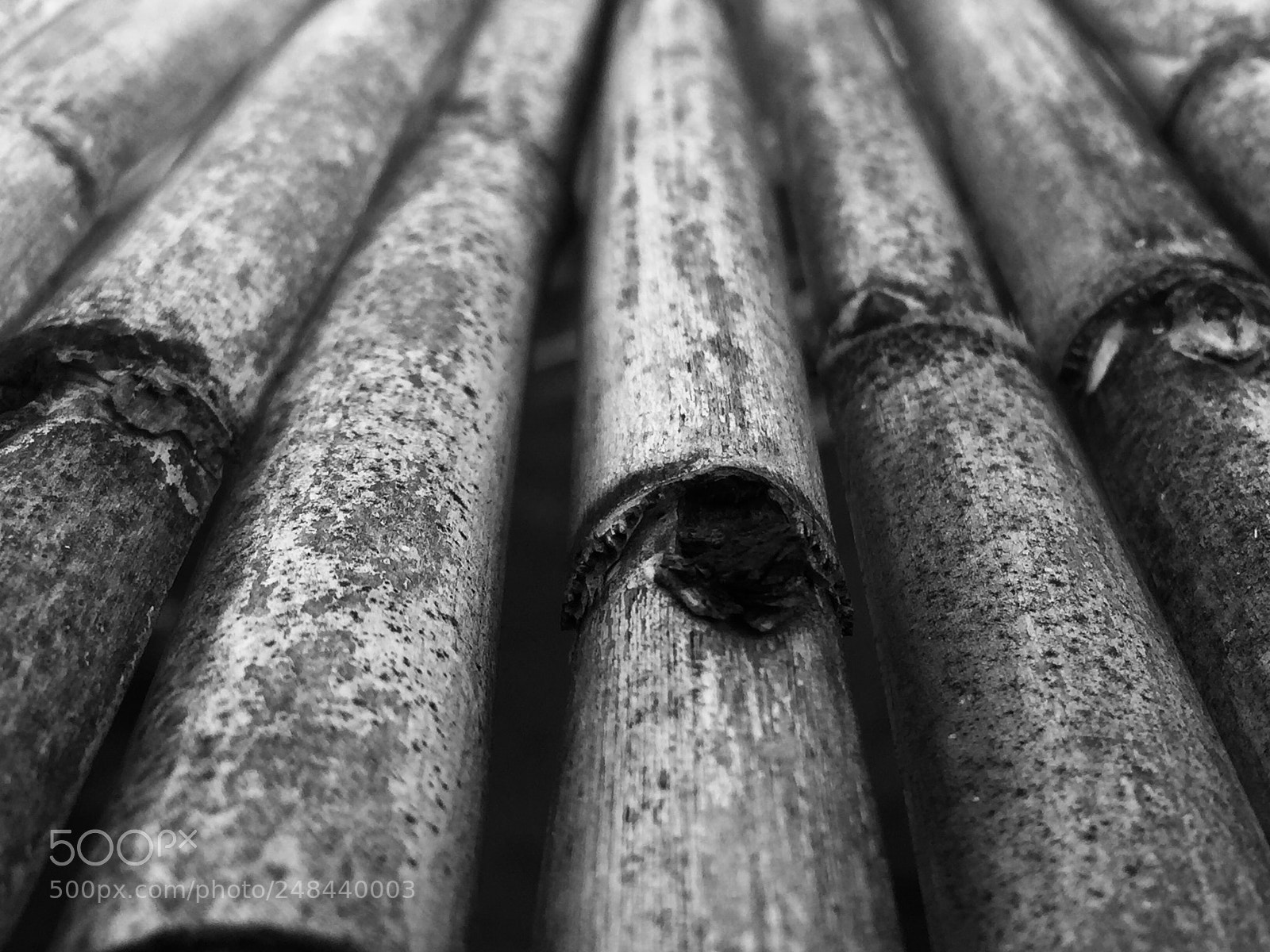 Apple iPhone 6 sample photo. Untitled photography