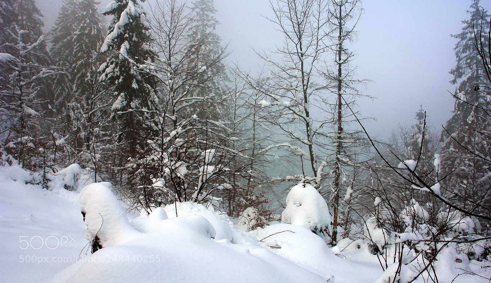 Sony DSC-R1 sample photo. Winter photography