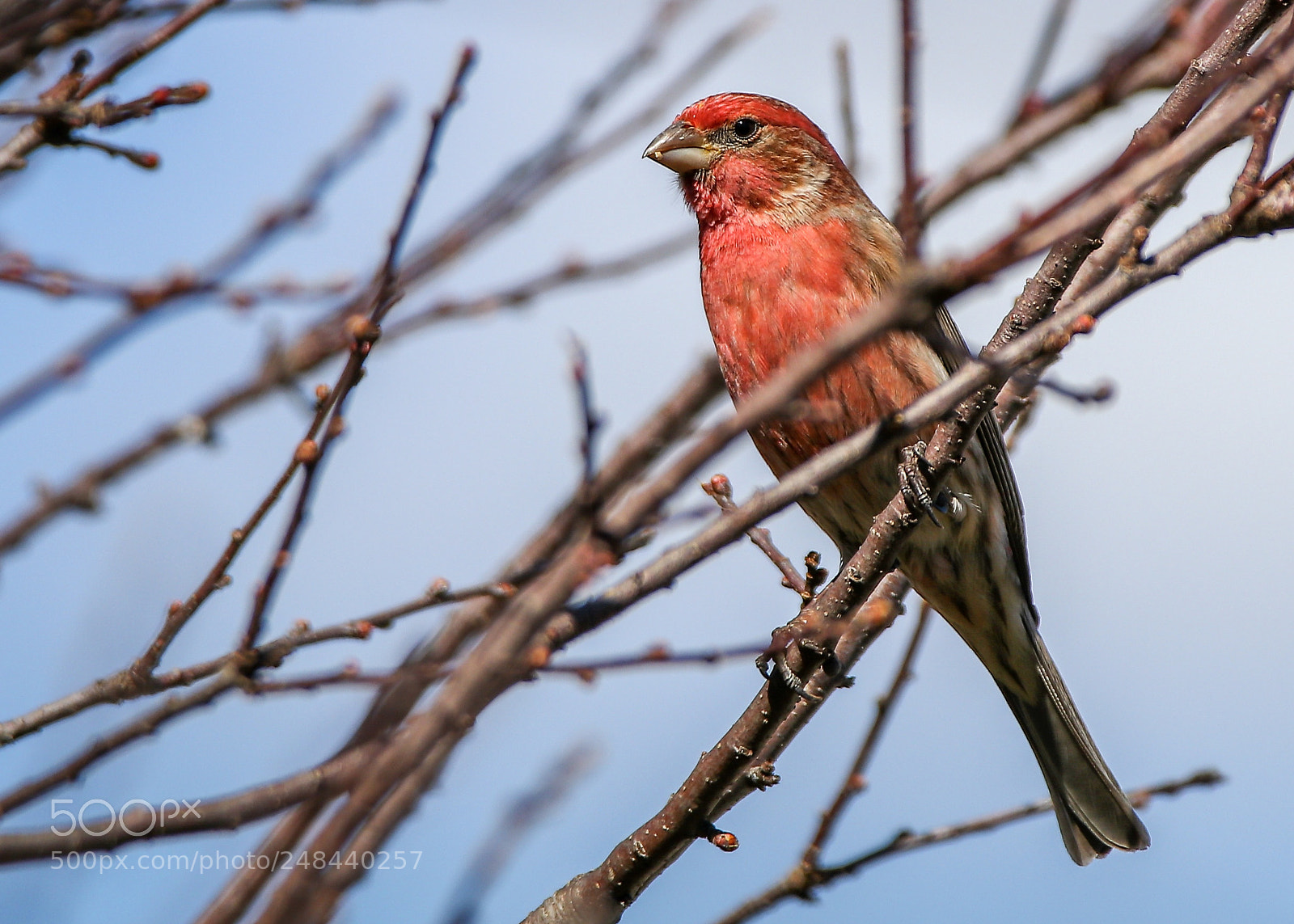 Canon EOS 80D sample photo. A house finch we photography
