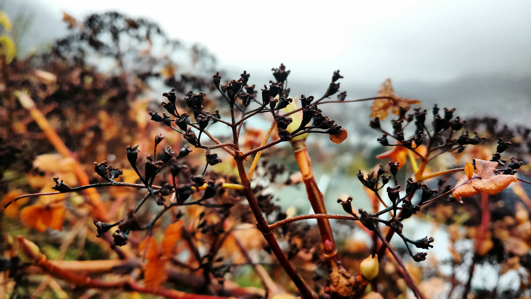 Motorola Moto X Play sample photo. Autumn photography