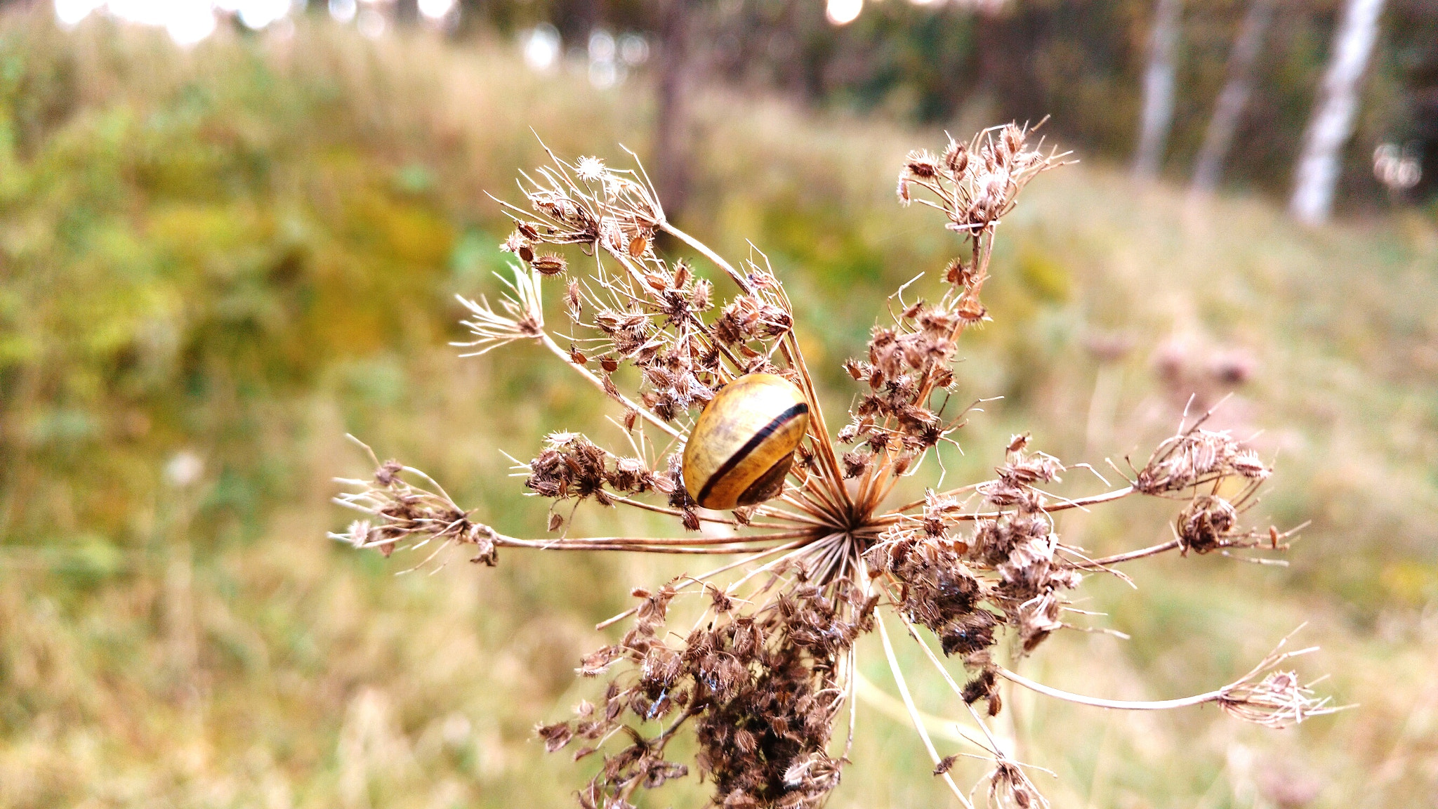 Motorola Moto X Play sample photo. Snail photography