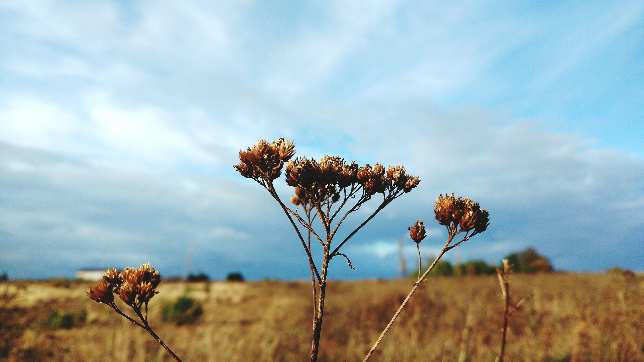 Motorola Moto X Play sample photo. Old flowers photography
