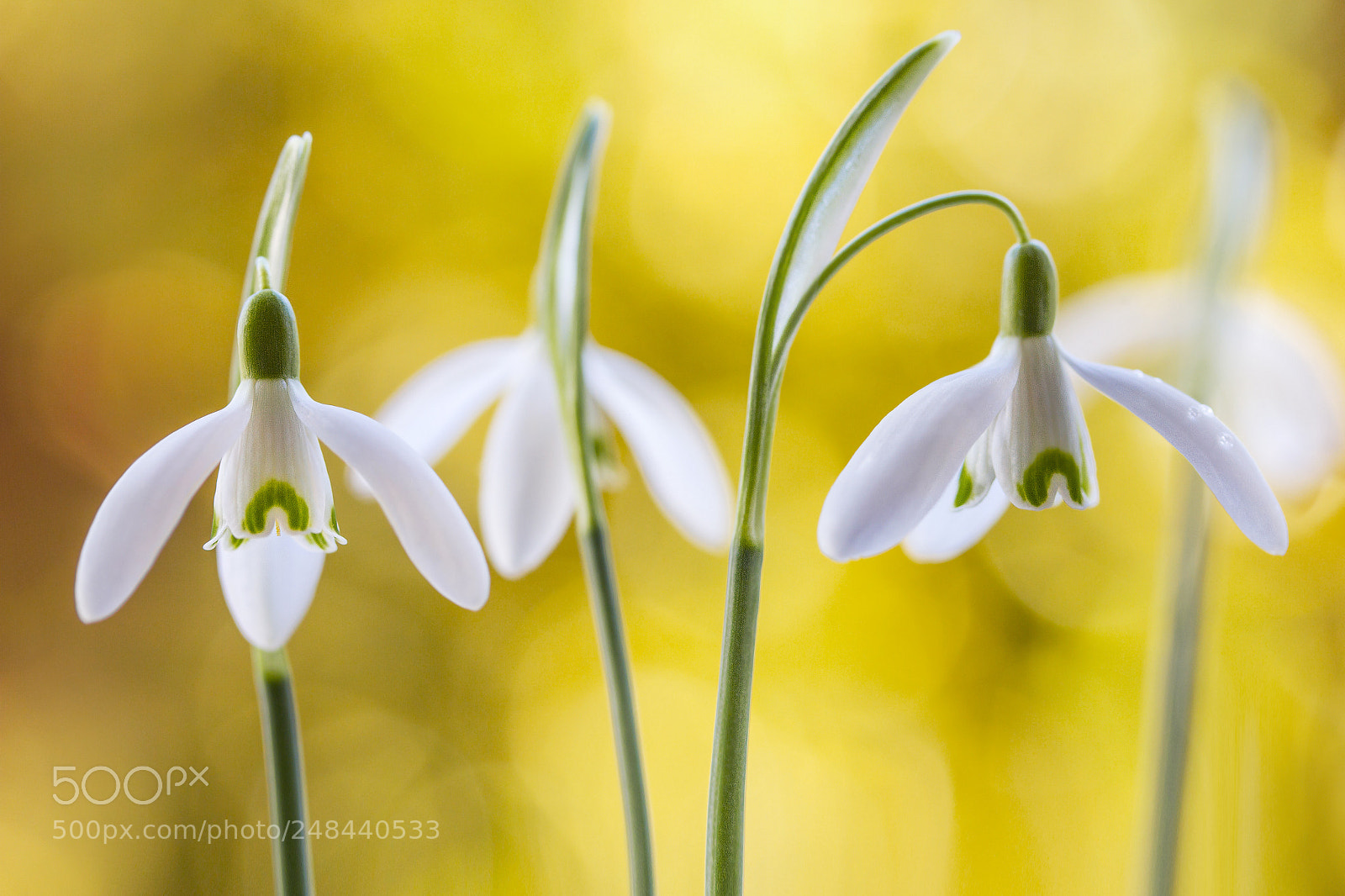 Canon EOS 7D sample photo. Snowdrops photography