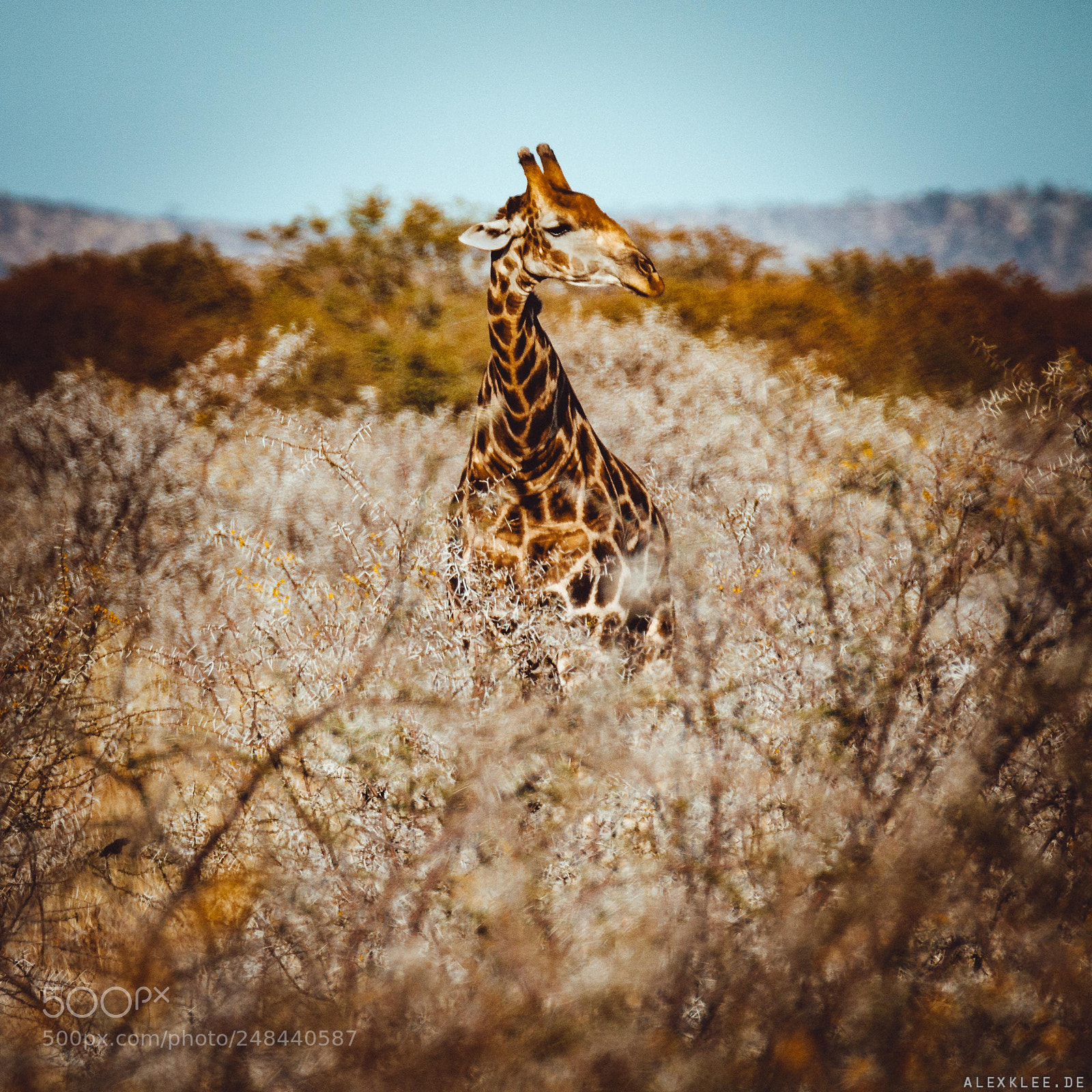 Canon EOS 7D Mark II sample photo. Giraffe of thorns photography