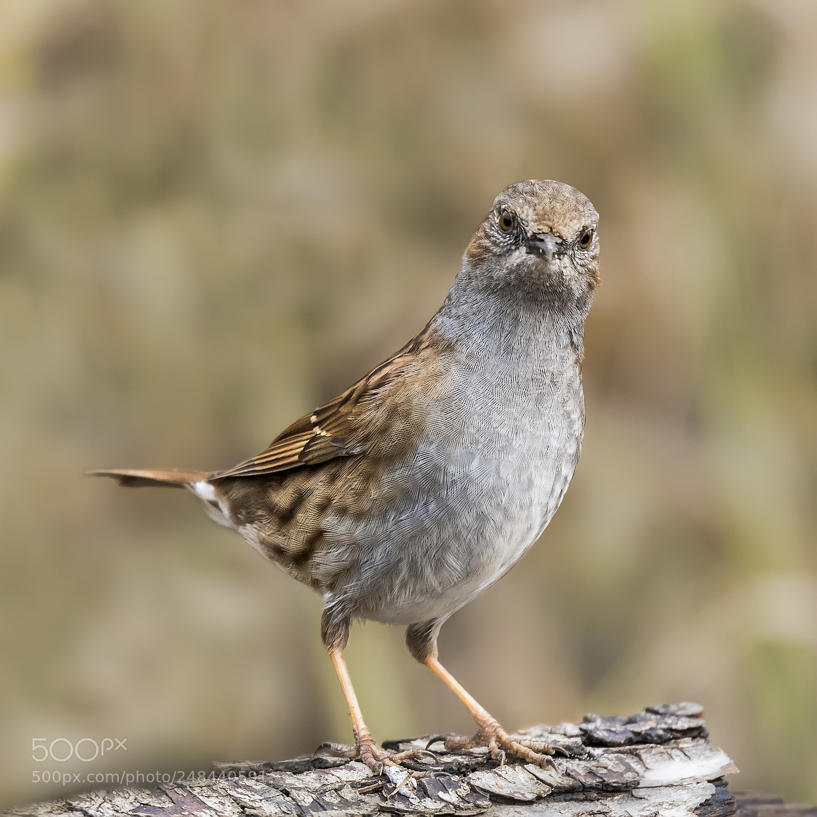 Canon EOS 7D Mark II sample photo. ..dunnock.. photography