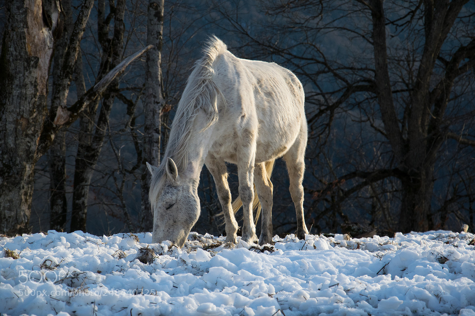 Nikon D5300 sample photo. Wild horse photography