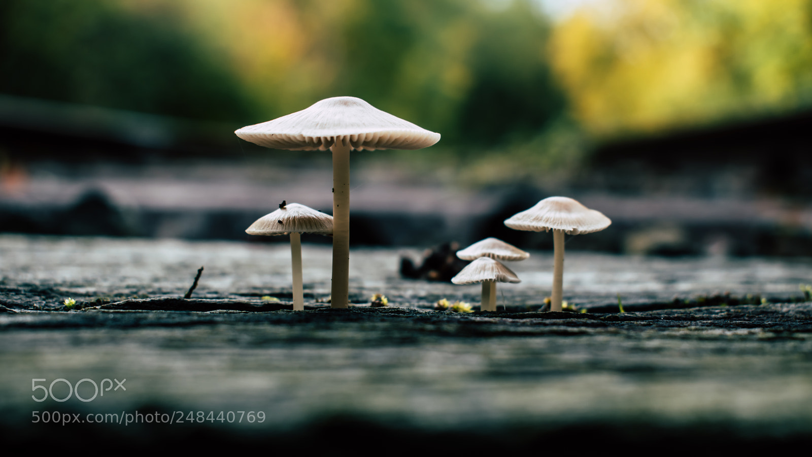 Nikon D5500 sample photo. Mushrooms by the railway photography