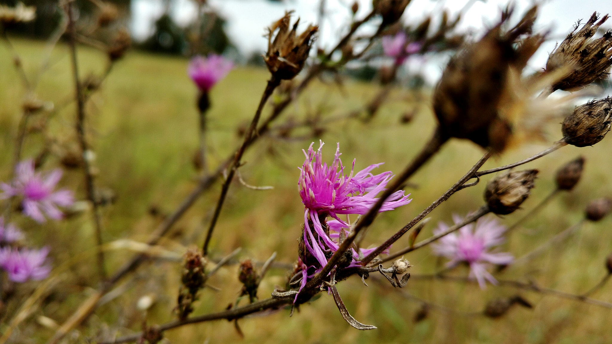 Motorola Moto X Play sample photo. Small flower photography