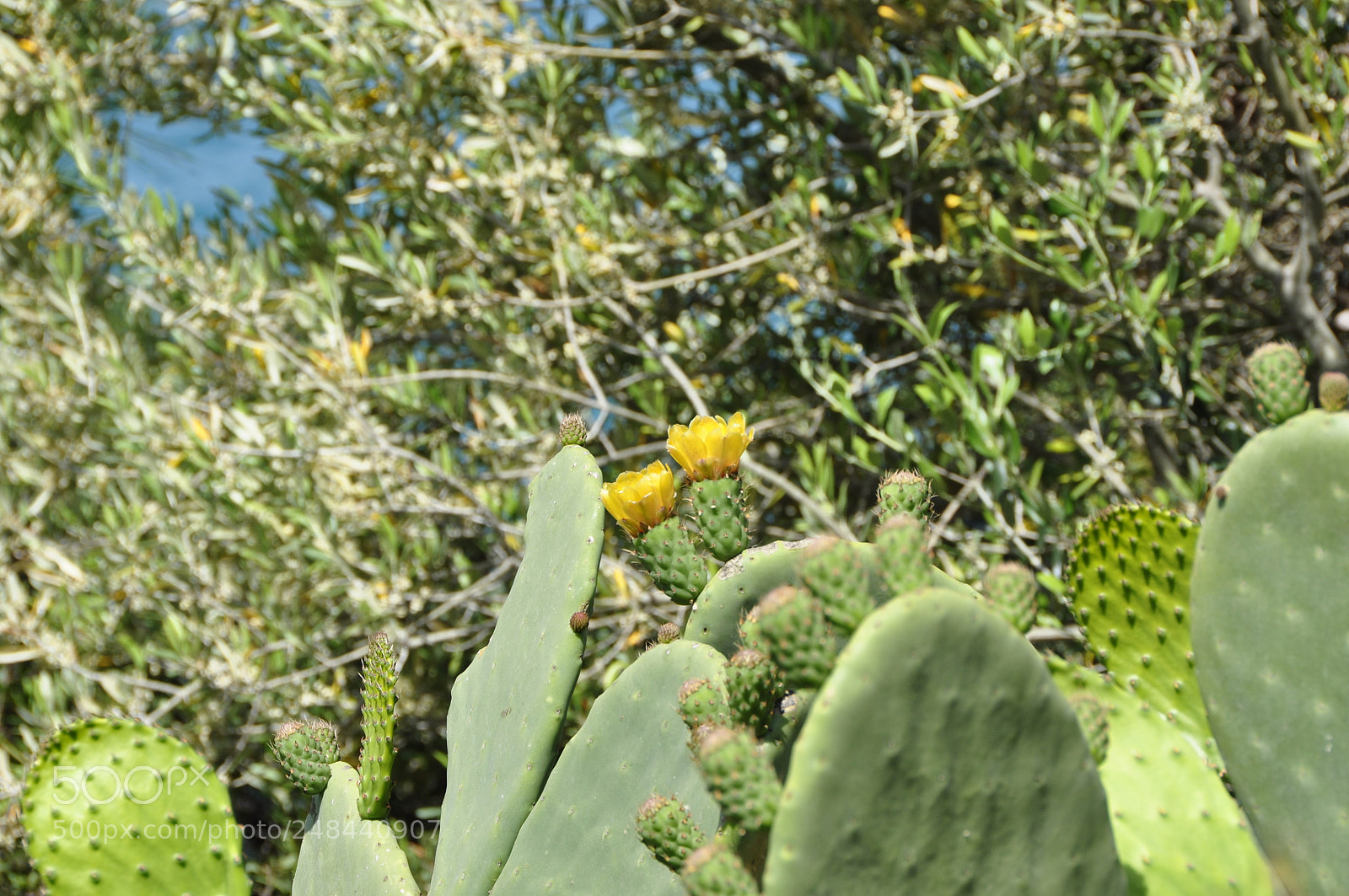 Nikon D90 sample photo. Greece. photography