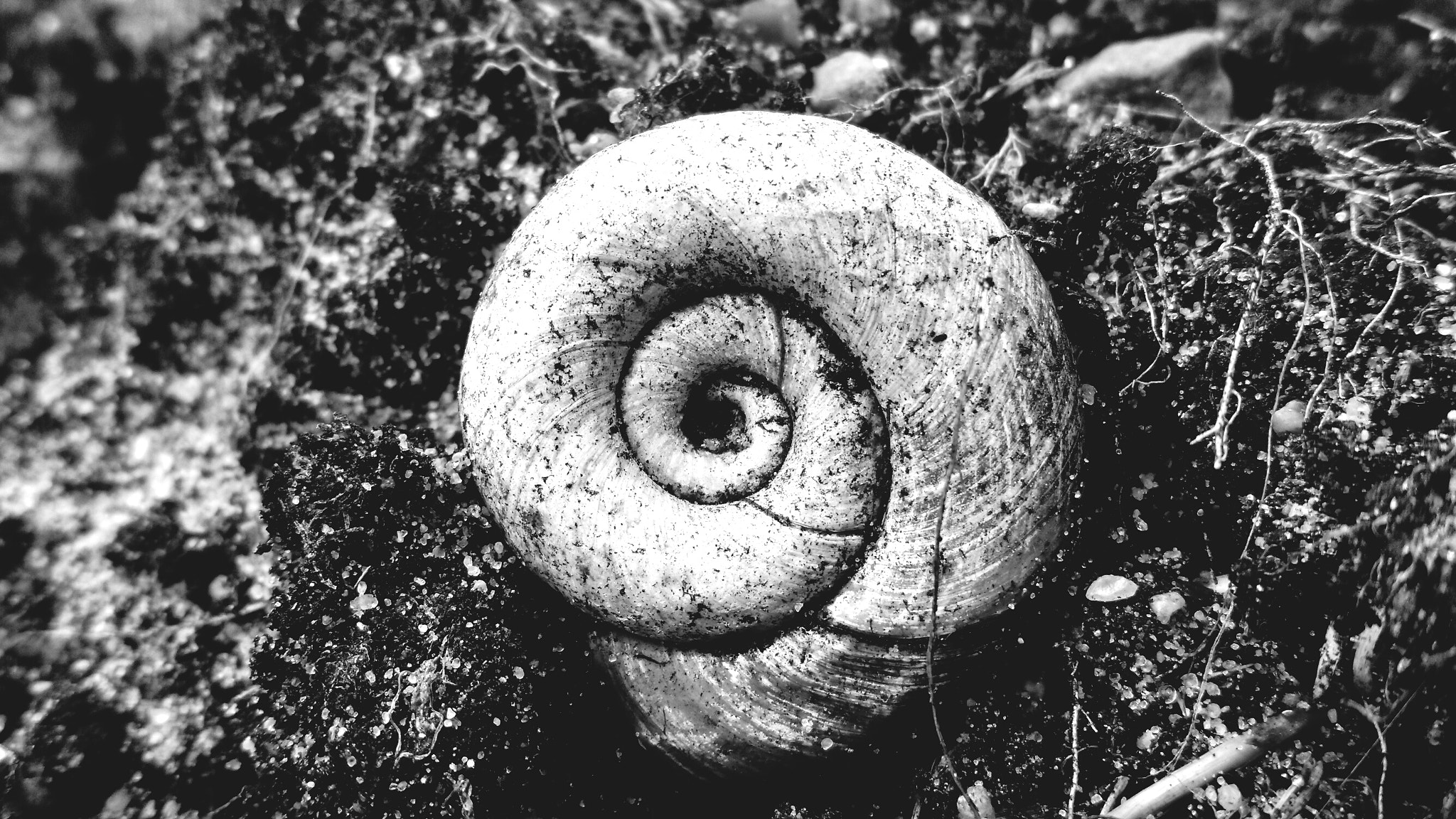 Motorola Moto X Play sample photo. Snail shell photography