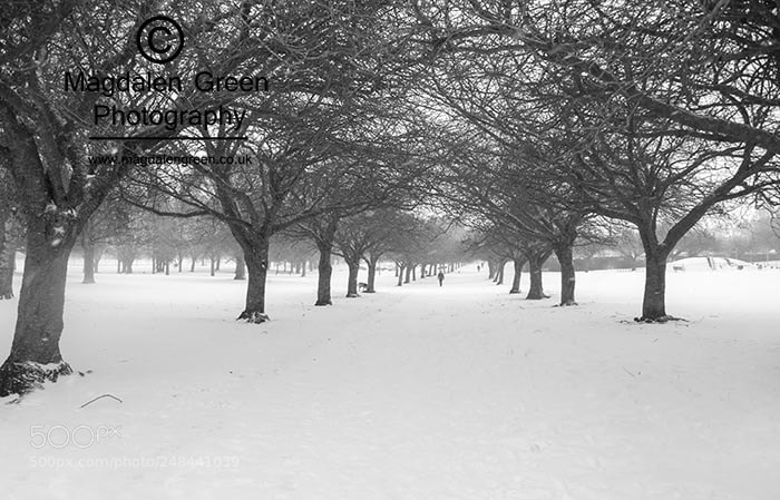 Nikon D700 sample photo. Distant figure in tree photography