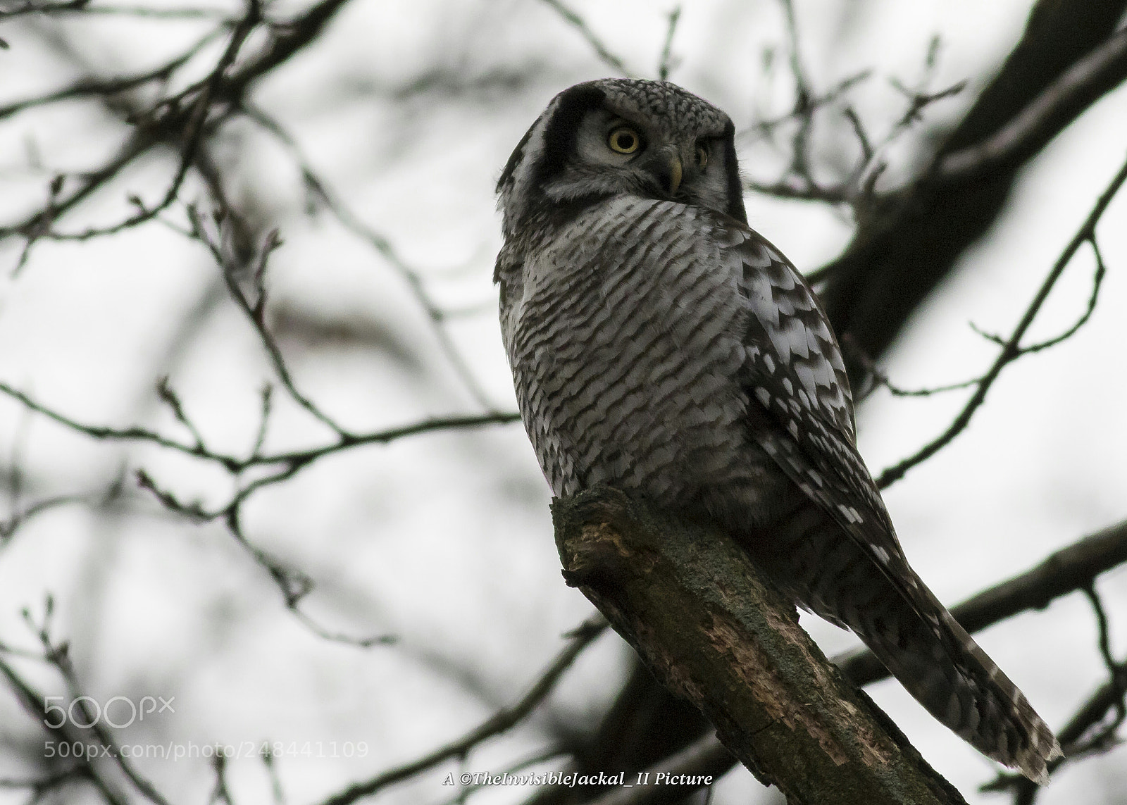 Canon EOS 7D Mark II sample photo. Northern hawk-owl photography