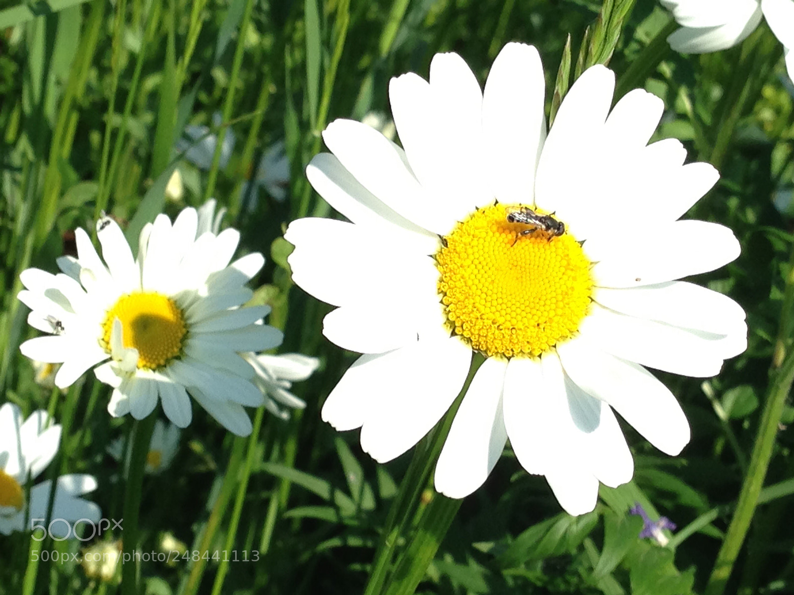 Apple iPhone 5 sample photo. Daisy photography