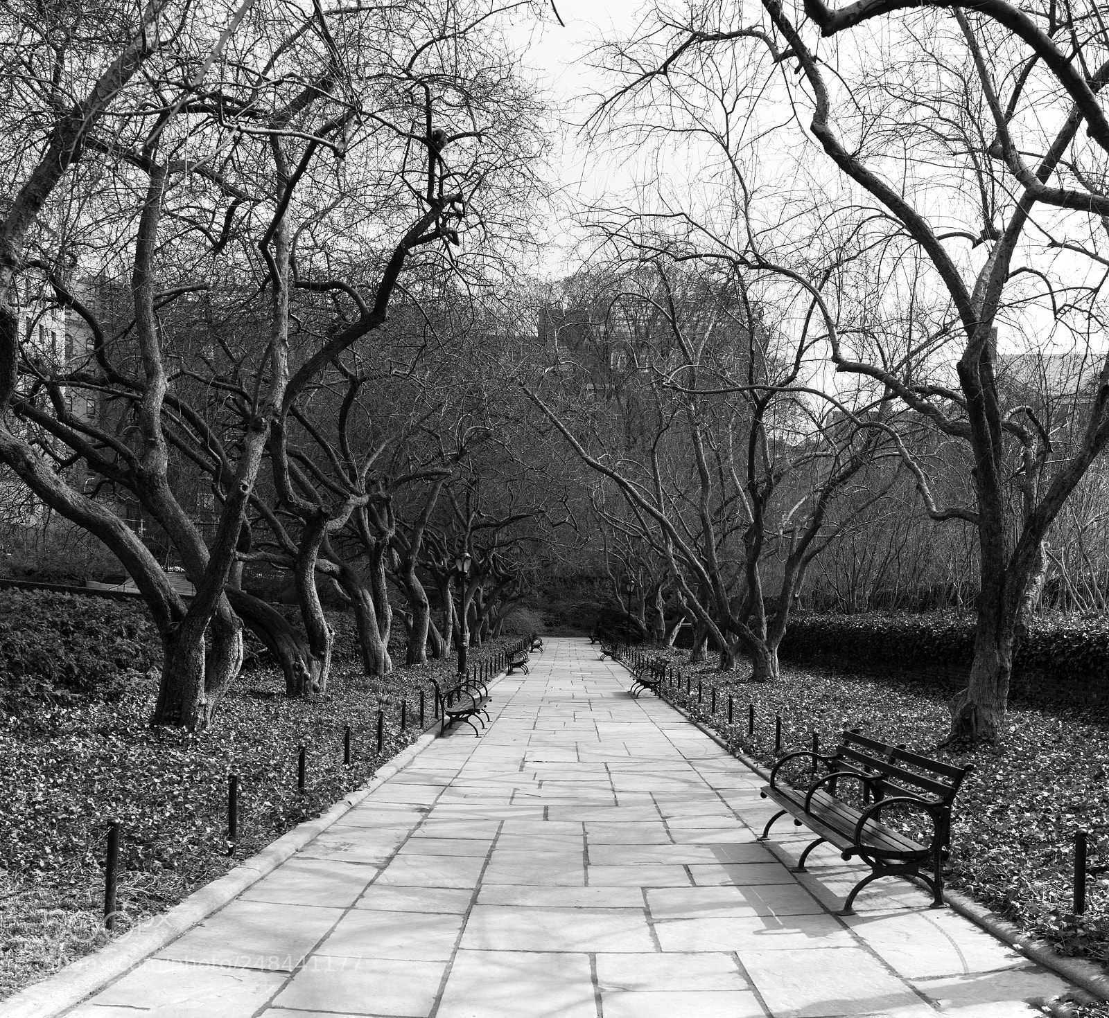 Sony Cyber-shot DSC-RX1R II sample photo. Bare branches, bare benches photography