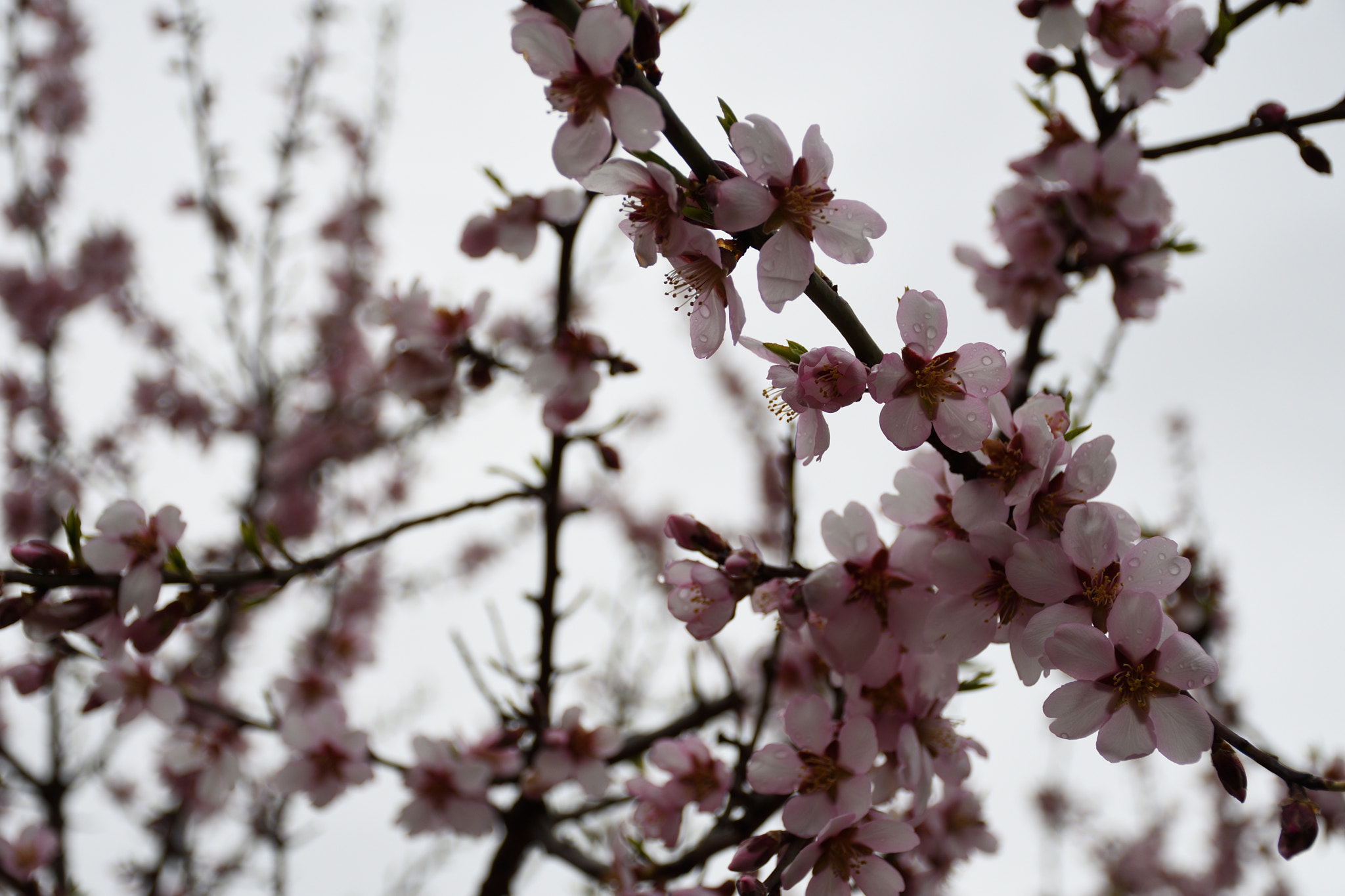 Nikon D7500 sample photo. Almond blossoms - flor de almendro photography
