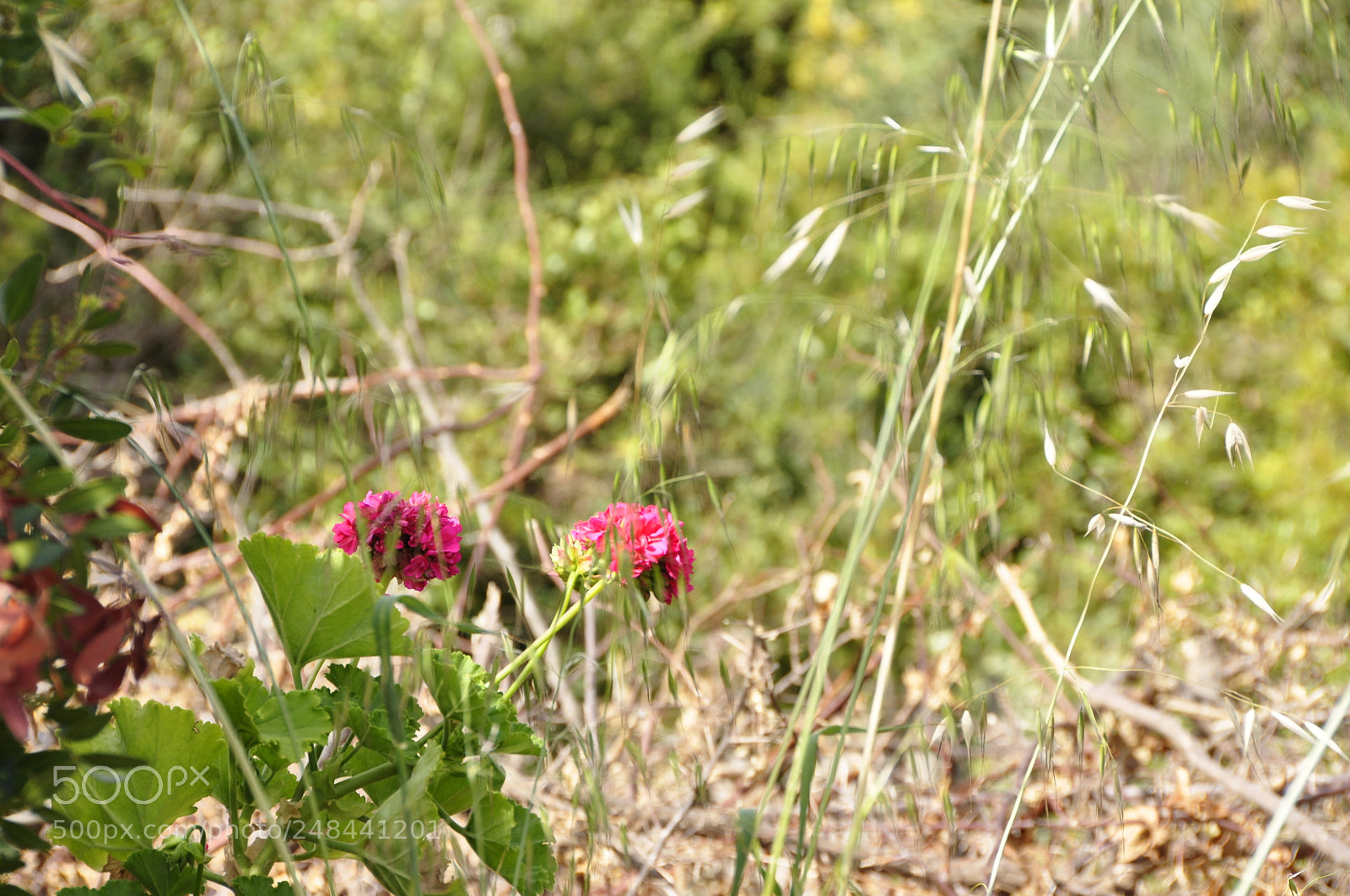 Nikon D90 sample photo. Greece. photography