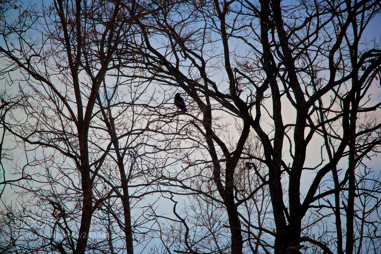 Canon EOS 550D (EOS Rebel T2i / EOS Kiss X4) sample photo. Waiting, watching. photography