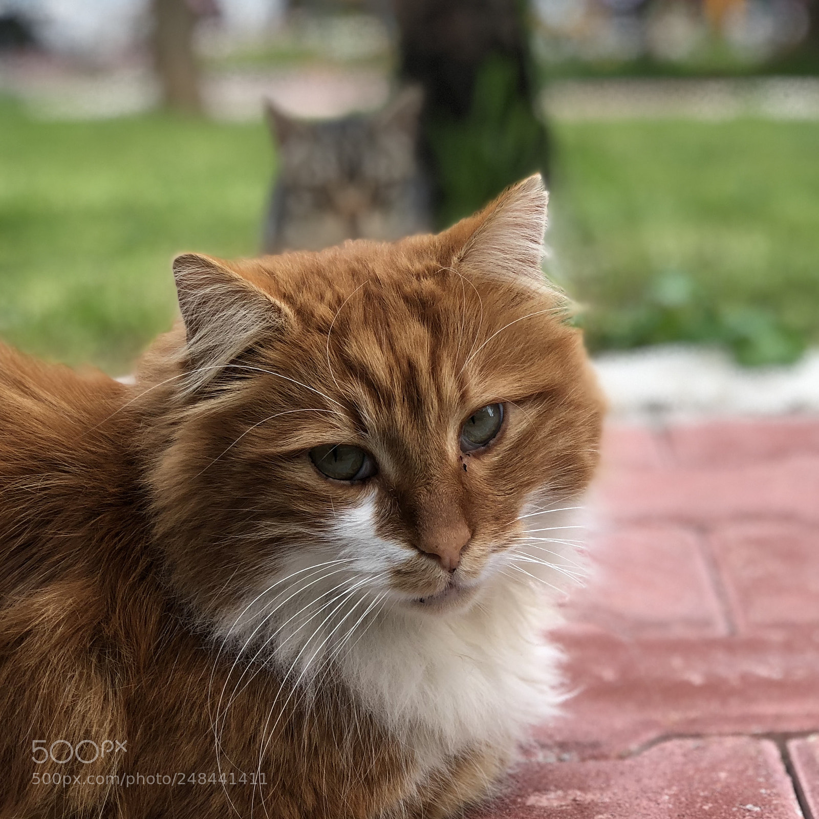 Apple iPhone 8 Plus sample photo. Street cat photography