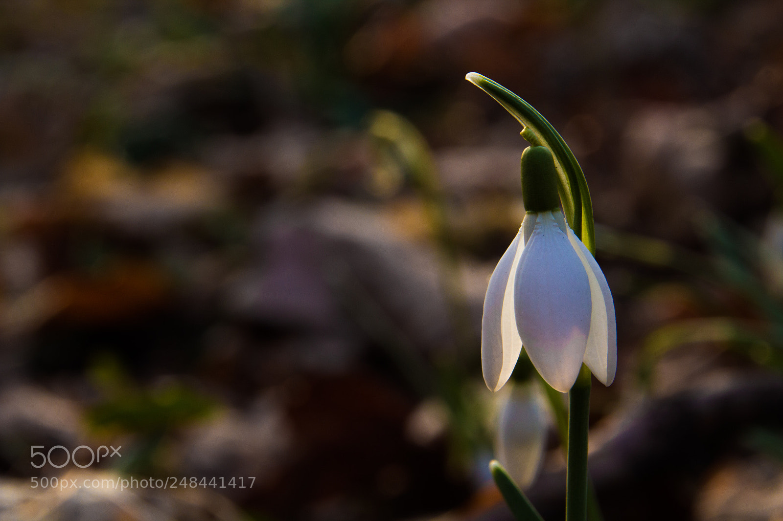 Canon EOS 600D (Rebel EOS T3i / EOS Kiss X5) sample photo. Snowdrop photography