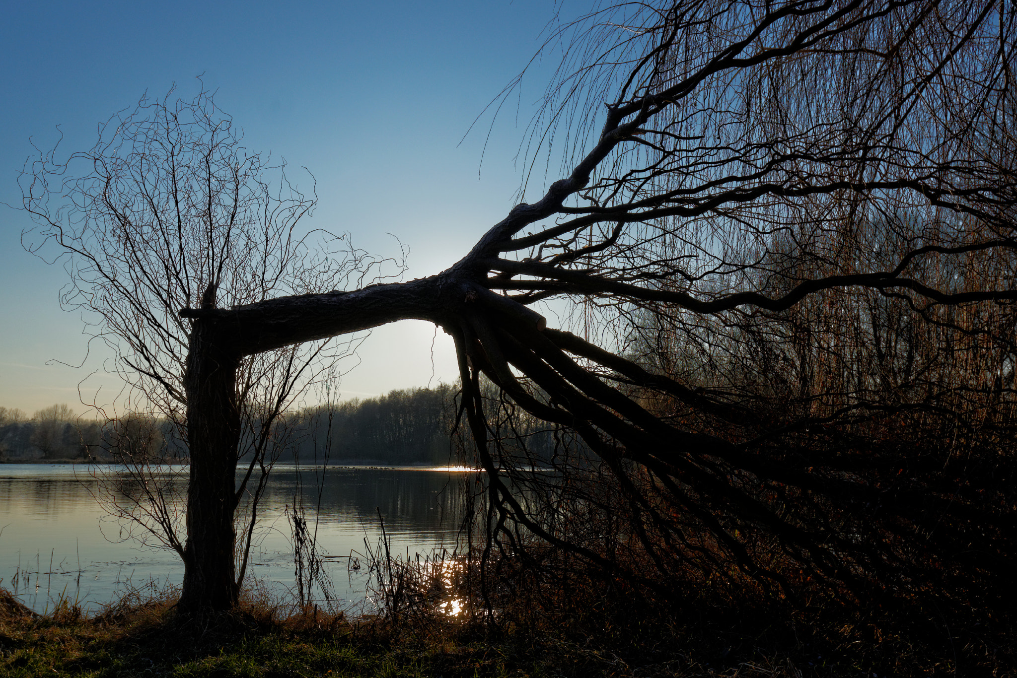 Nikon D5300 sample photo. The broken tree. photography