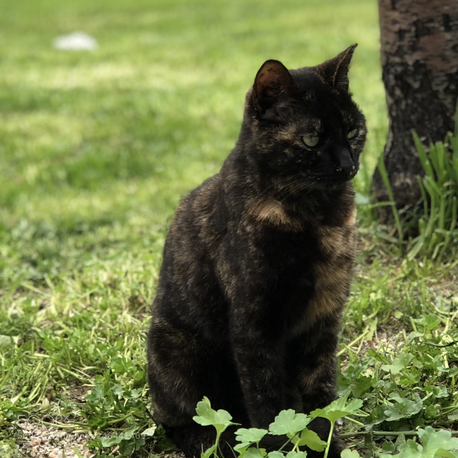 Apple iPhone 8 Plus sample photo. Street cat photography