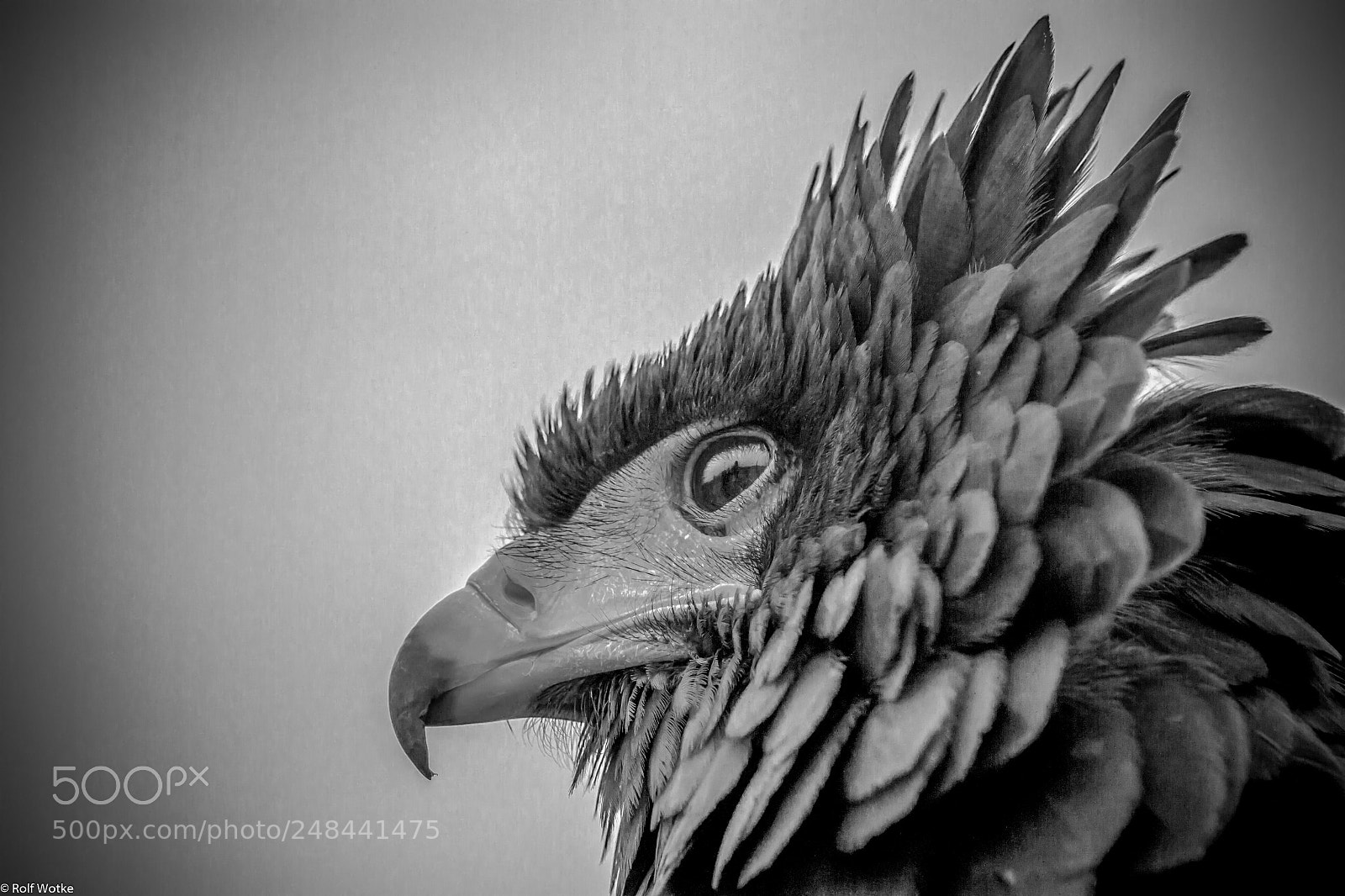 Canon EOS 7D sample photo. Gaukler photography