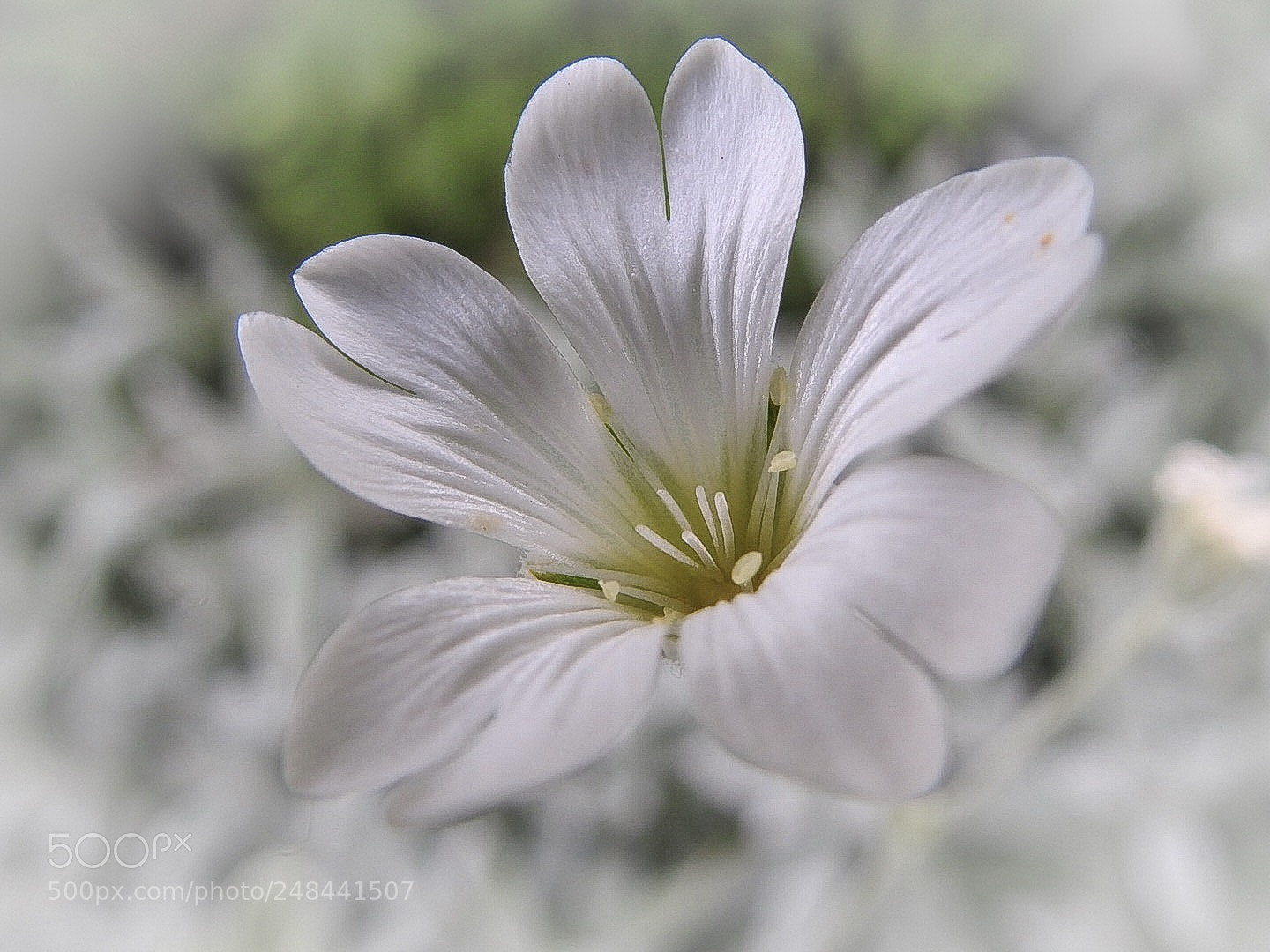 Nikon Coolpix P900 sample photo. Ella vos- white noise photography