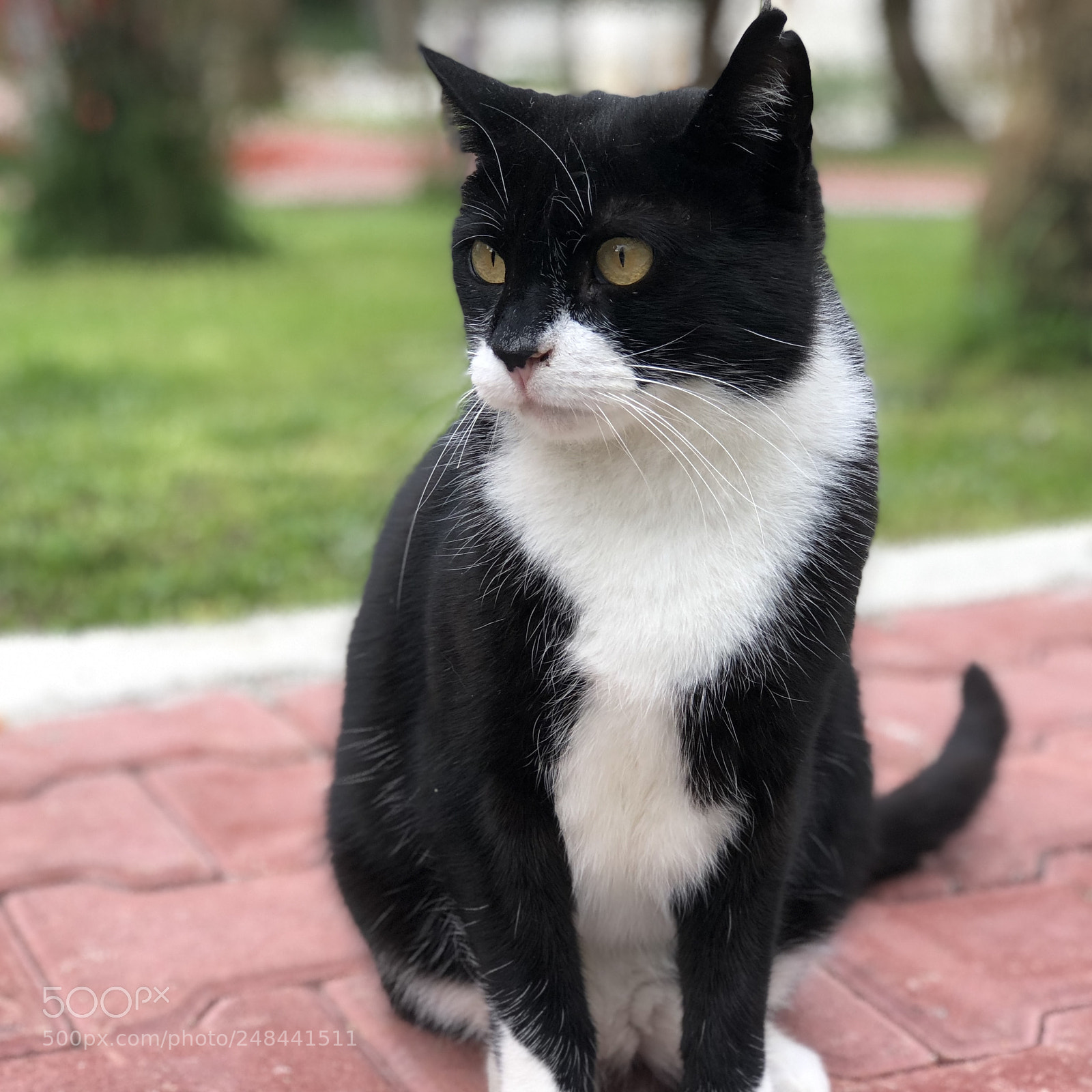 Apple iPhone 8 Plus sample photo. Street cat photography