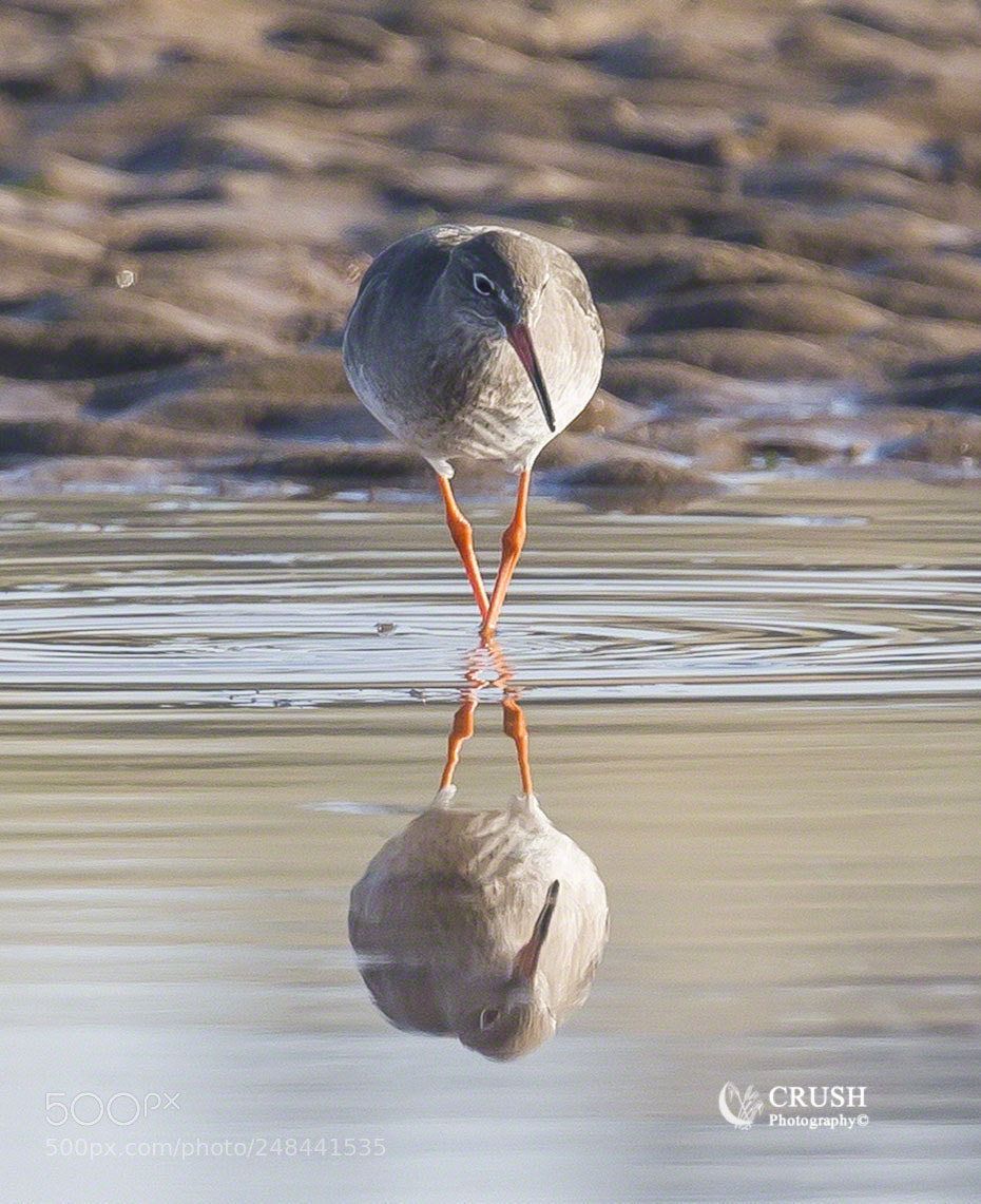 Canon EOS-1D X sample photo. Redshank photography