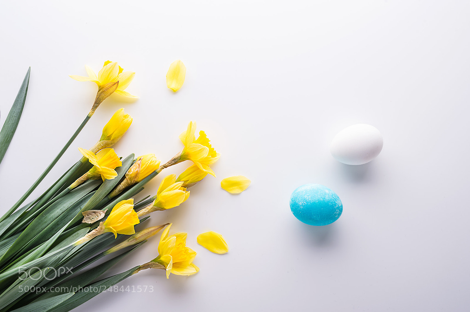 Nikon D4S sample photo. Yellow flowers on a photography