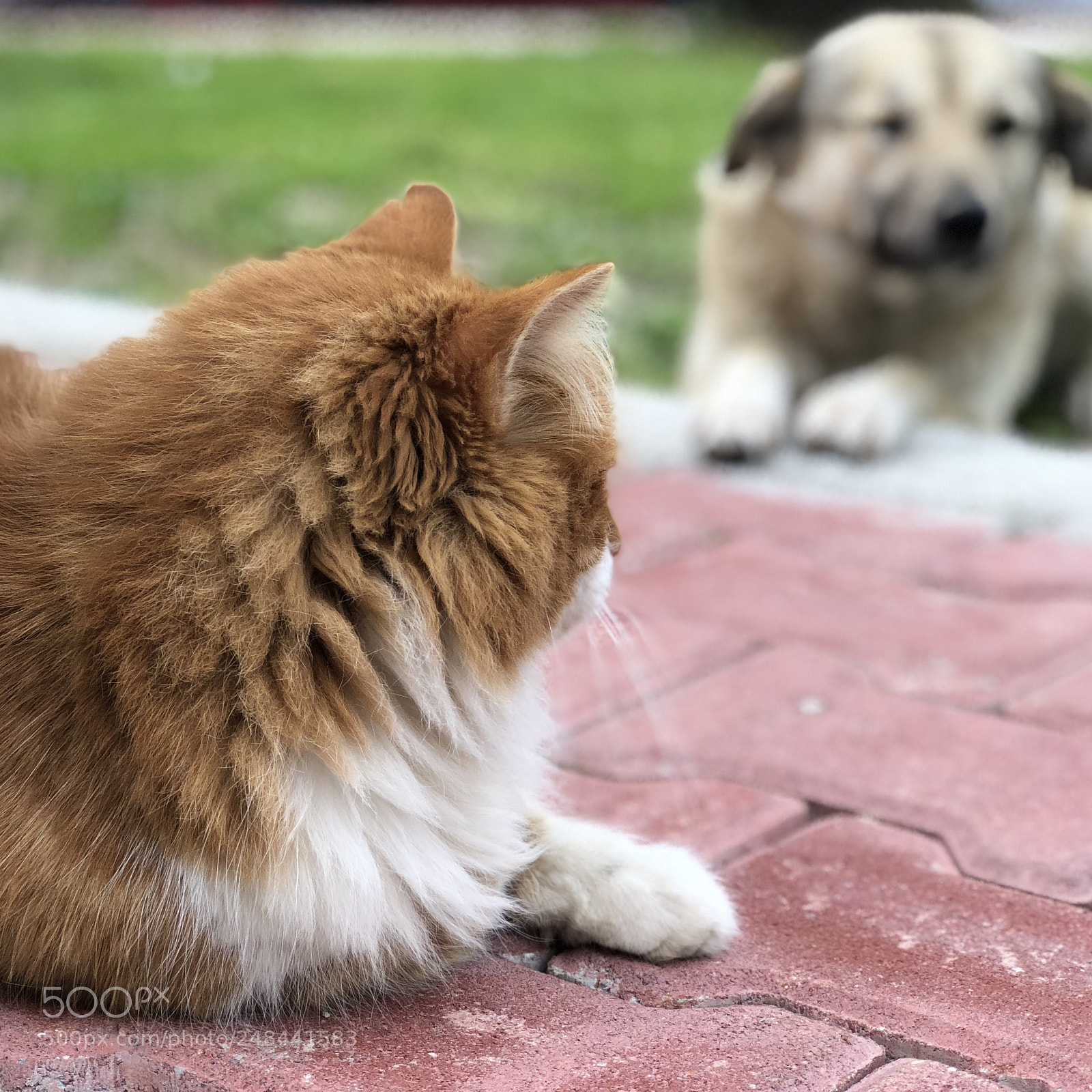Apple iPhone 8 Plus sample photo. Untitled photography